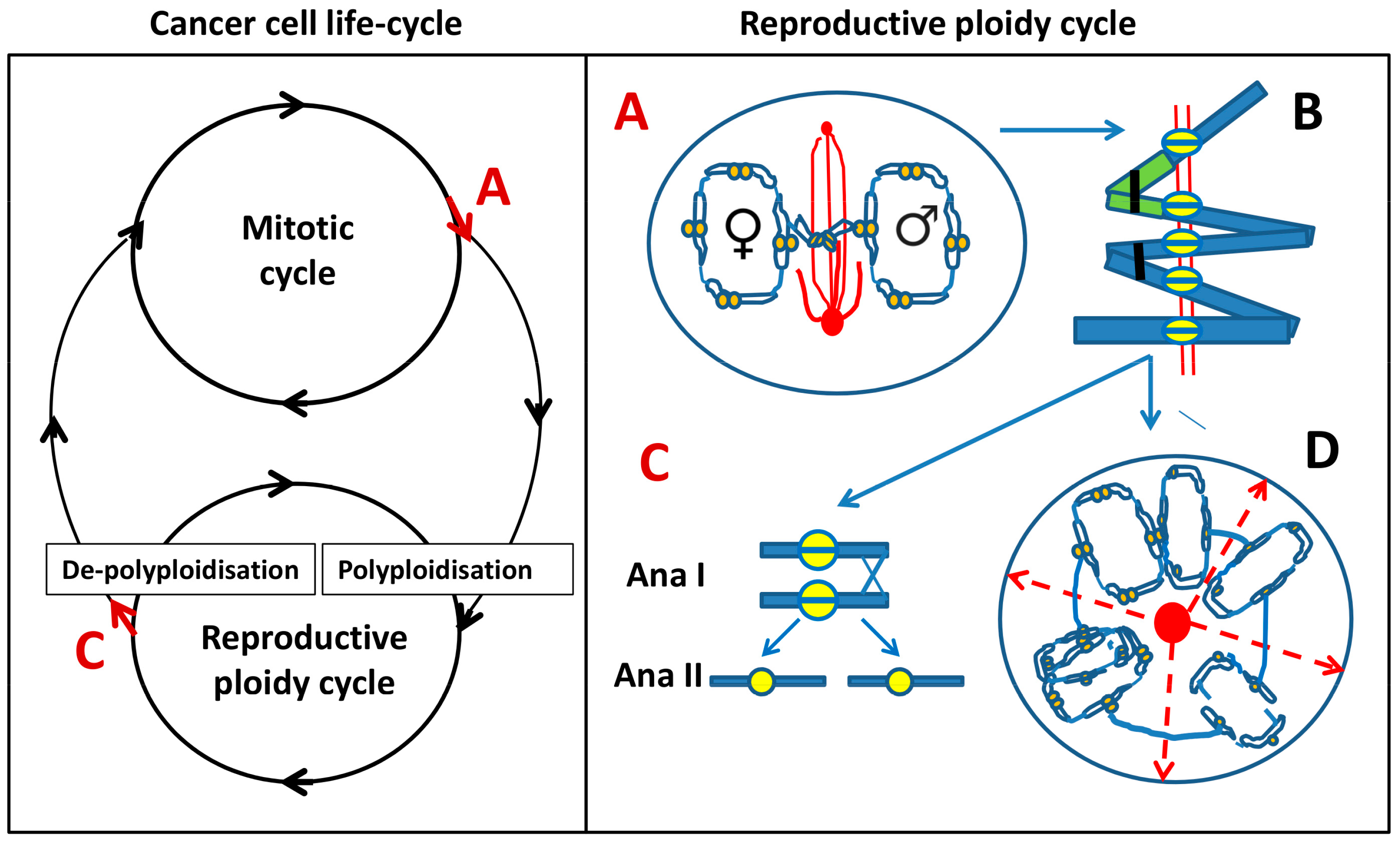 The Cancer Aneuploidy Paradox: In the Light of ... Biology Diagrams