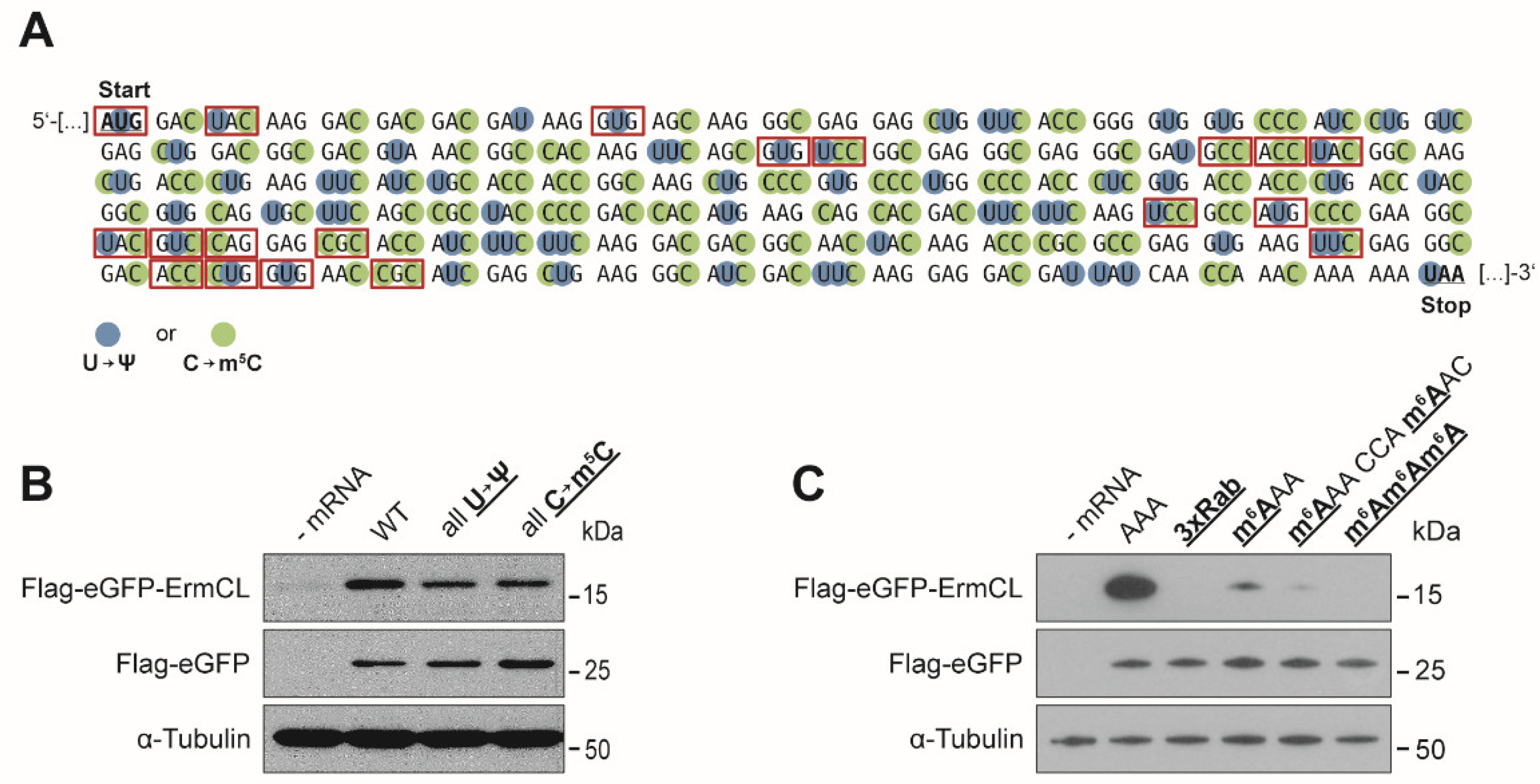 Genes 10 00084 g002