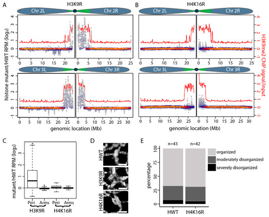 Special Issue : DNA Replication Timing: Where, When, How and Why? Biology Diagrams