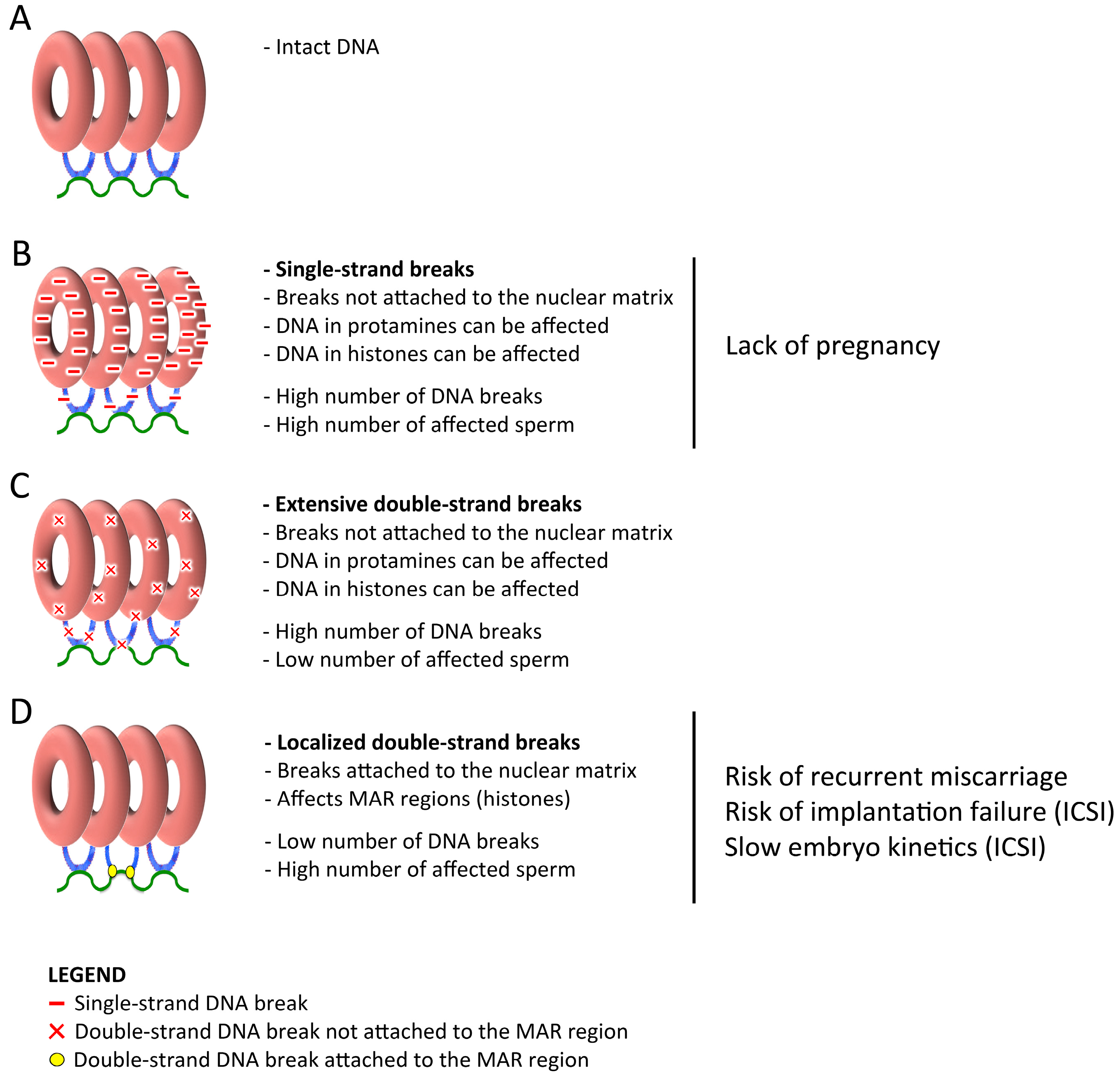 A Systematic Review On Sperm Dna Fragmentation In Male Factor Infertility