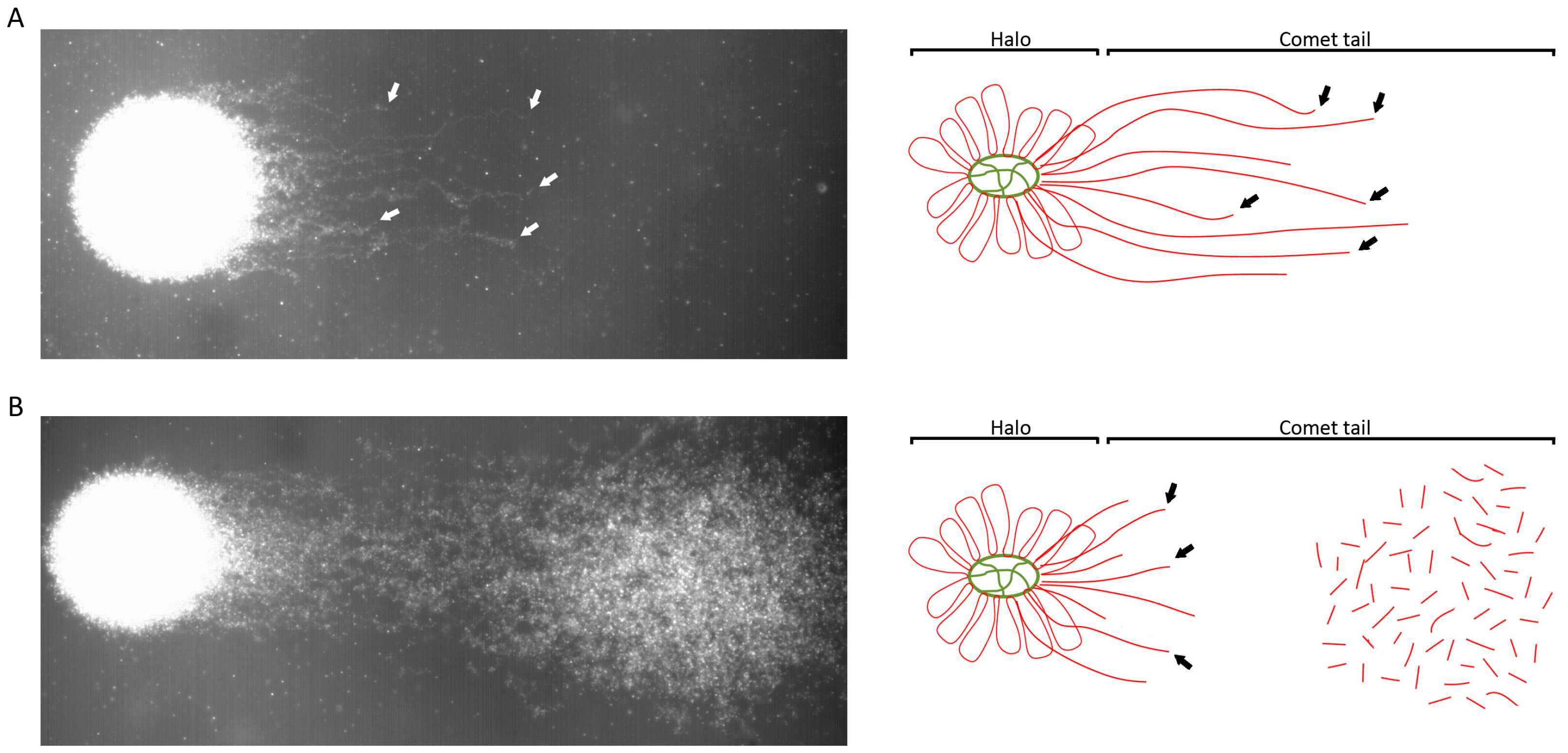 Dna Double Strand Breaks In Human Spermatozoa Can Be Predictive For Assisted Reproductive Outcome
