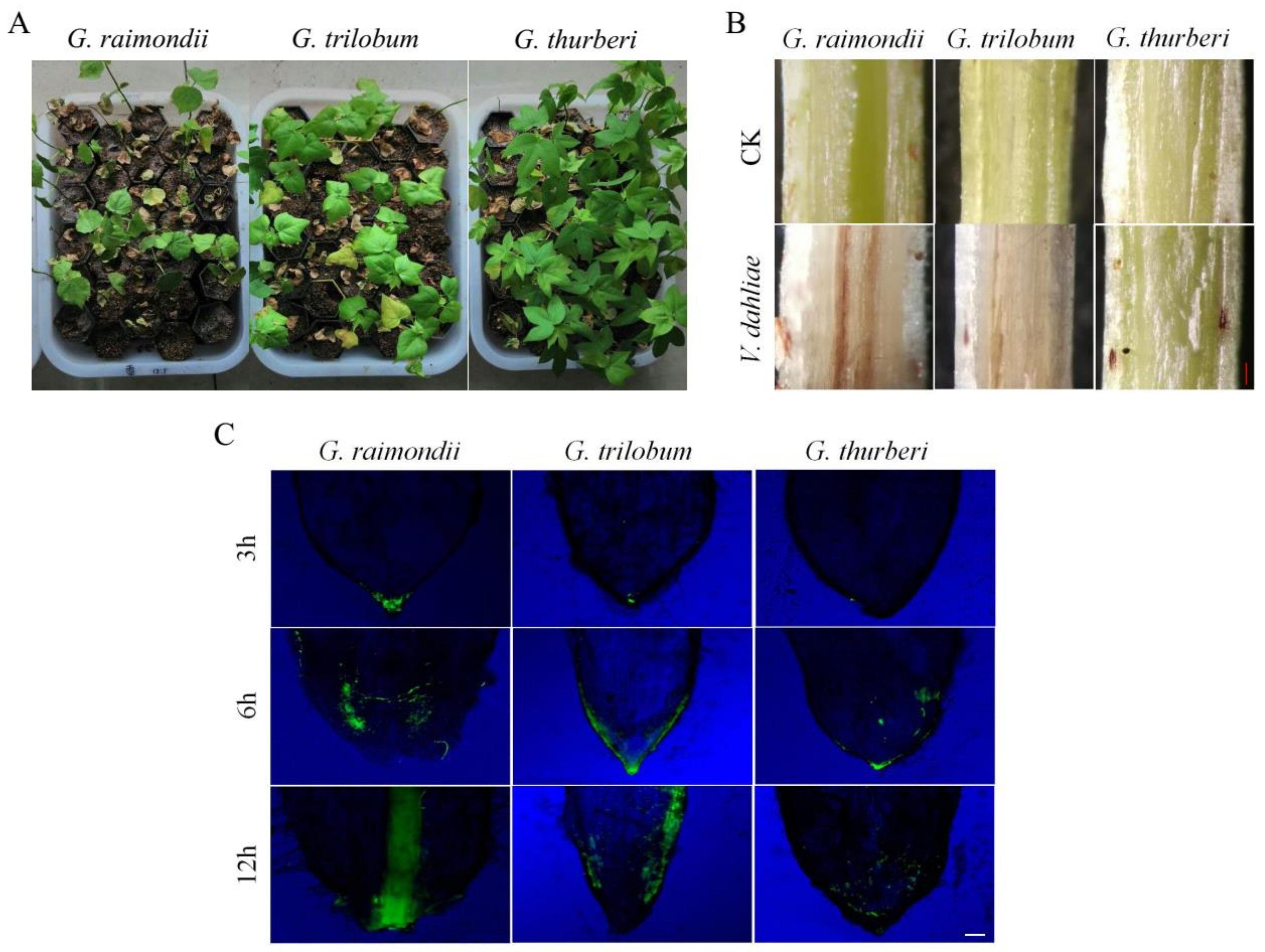 Genes 10 00110 g001 Genes 10 00110 g001