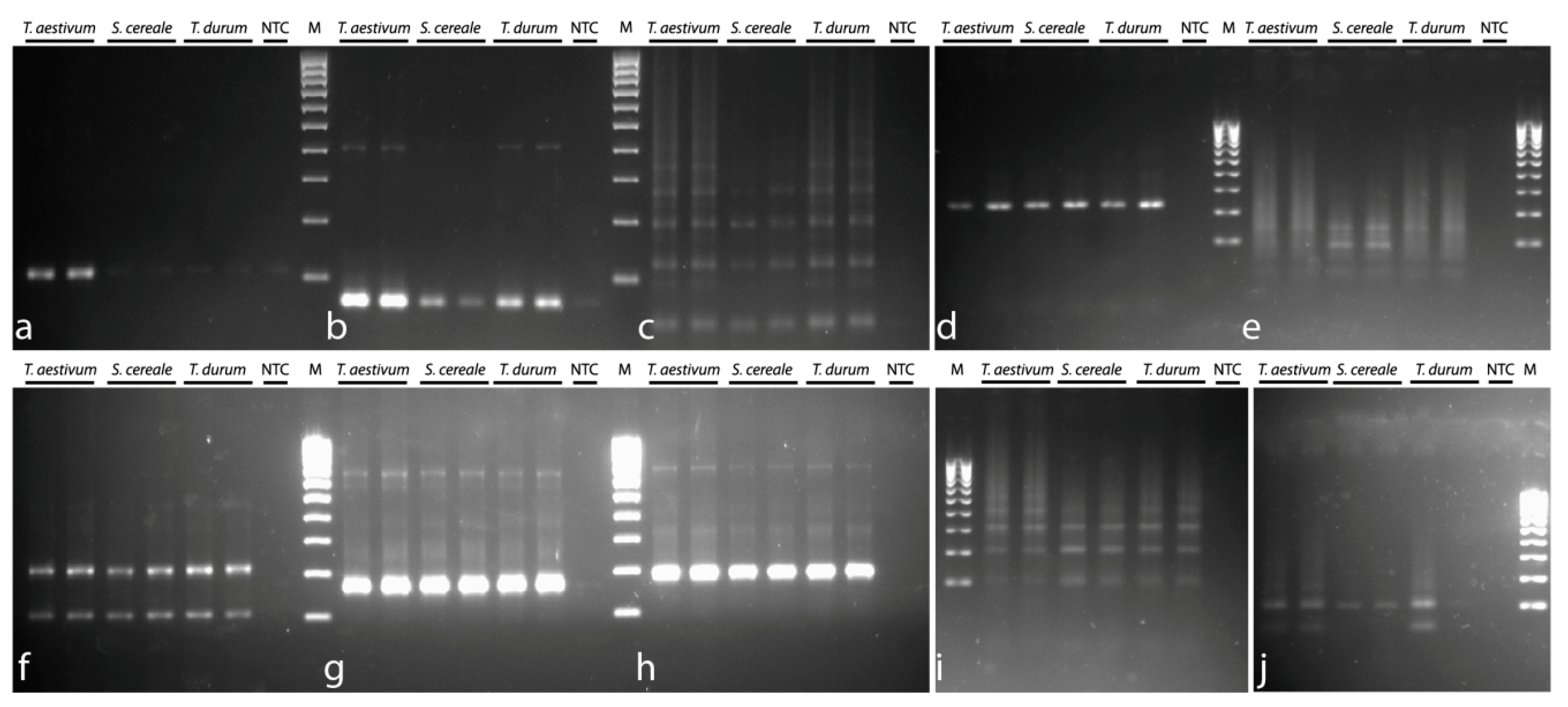 Genes 10 00113 g001 550