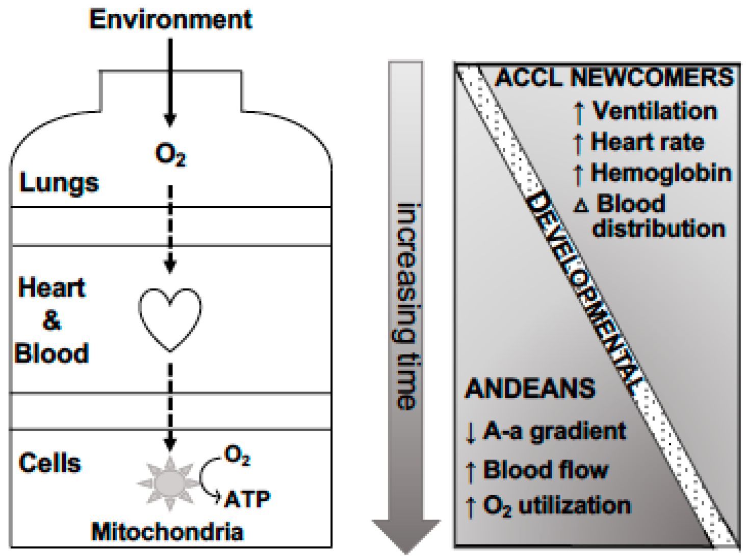 Genes 10 00150 g001