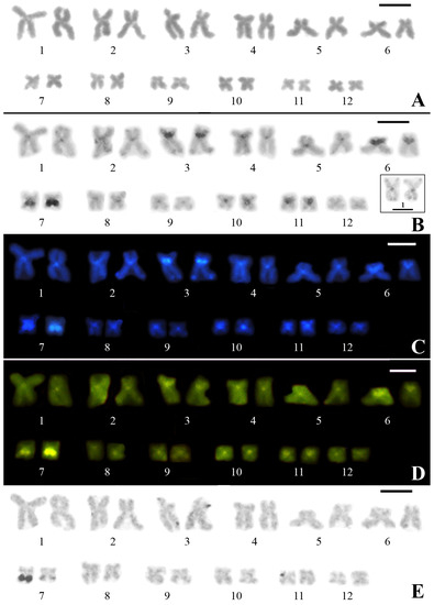 Genes Free Full Text Satellite DNA Mapping In Pseudis