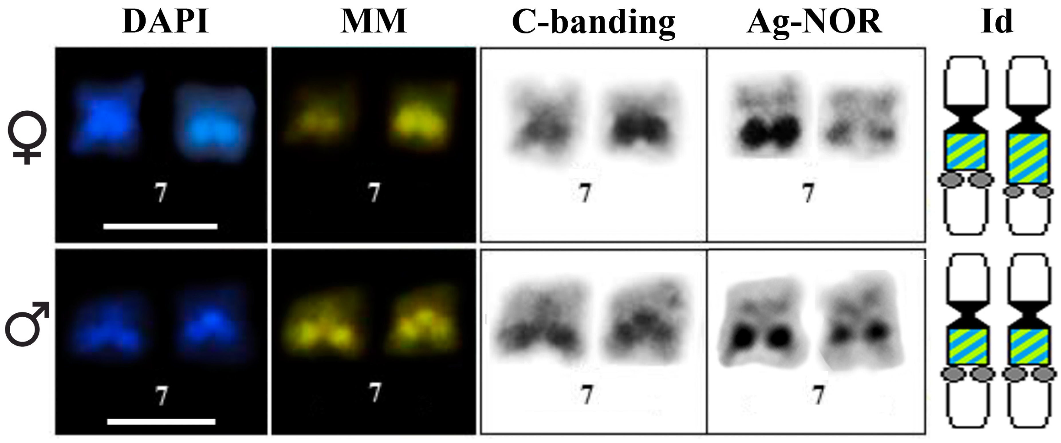Genes 10 00160 g002 Genes 10 00160 g002