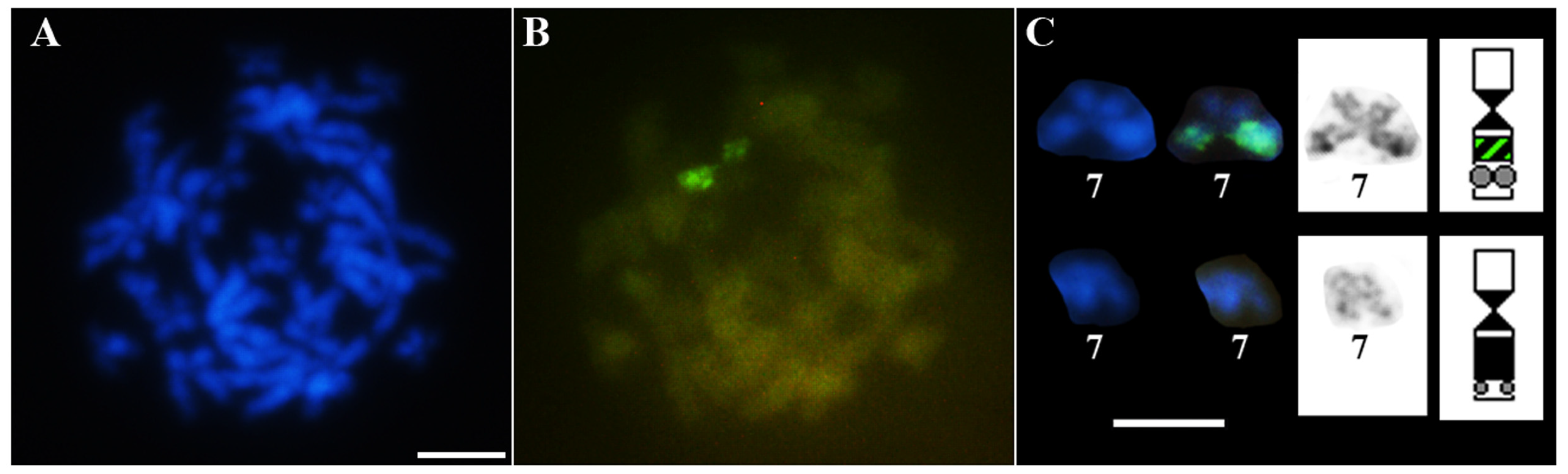 Genes 10 00160 g006 Genes 10 00160 g006