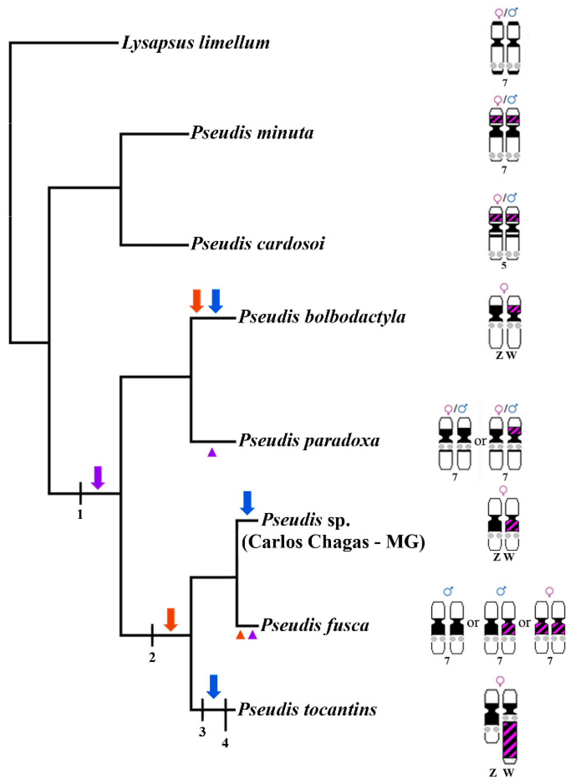 Genes 10 00160 g008 Genes 10 00160 g008