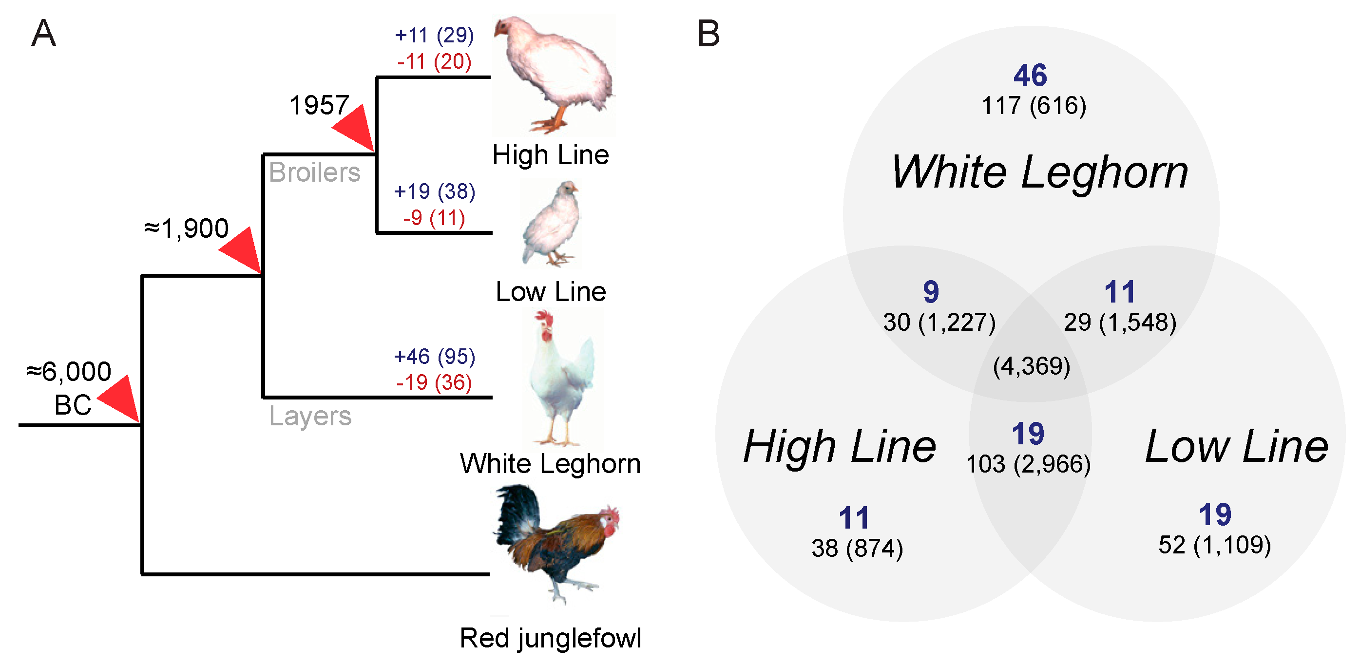 Genes 10 00162 g001 550