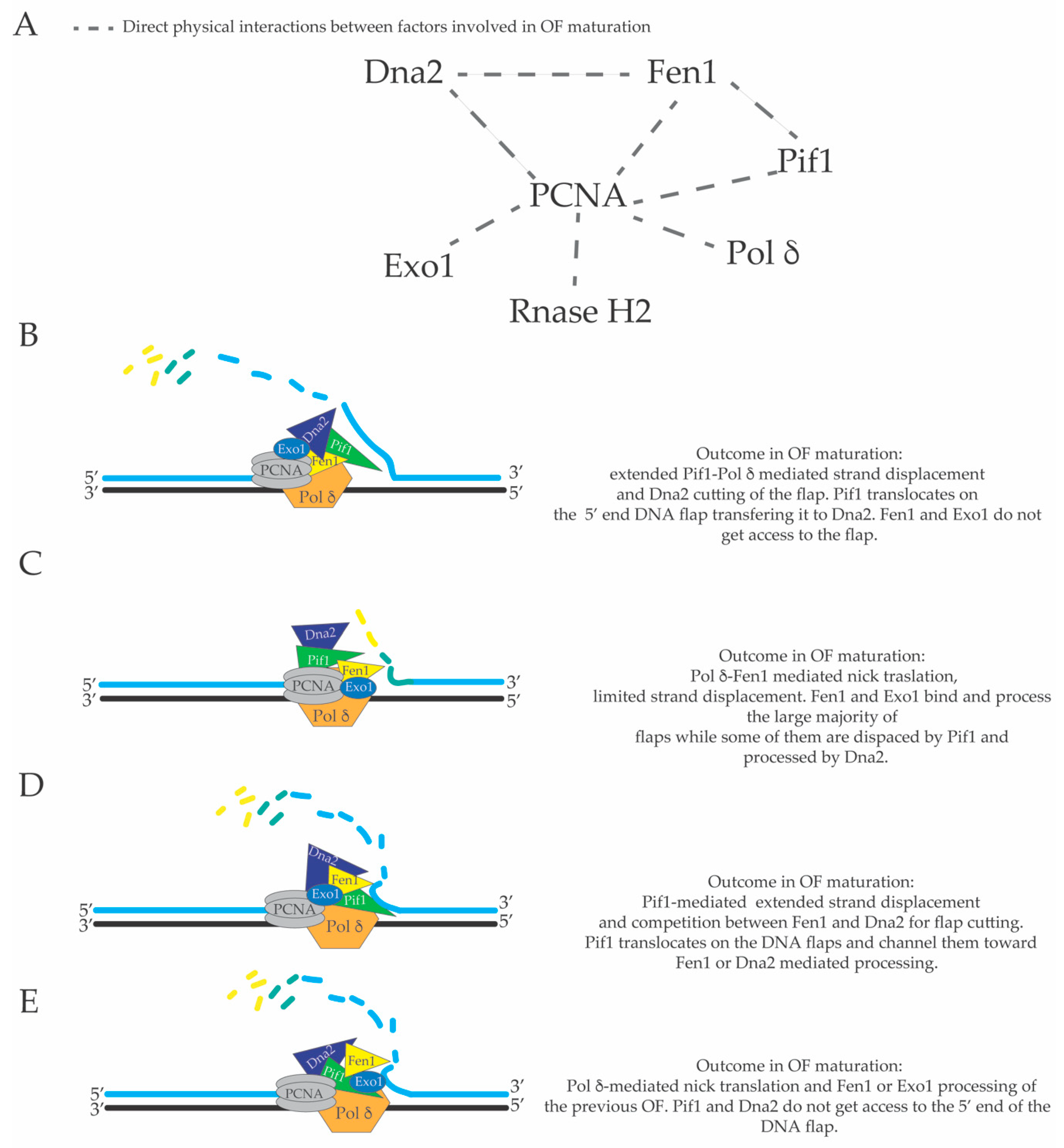 Genes 10 00167 g005 Genes 10 00167 g005