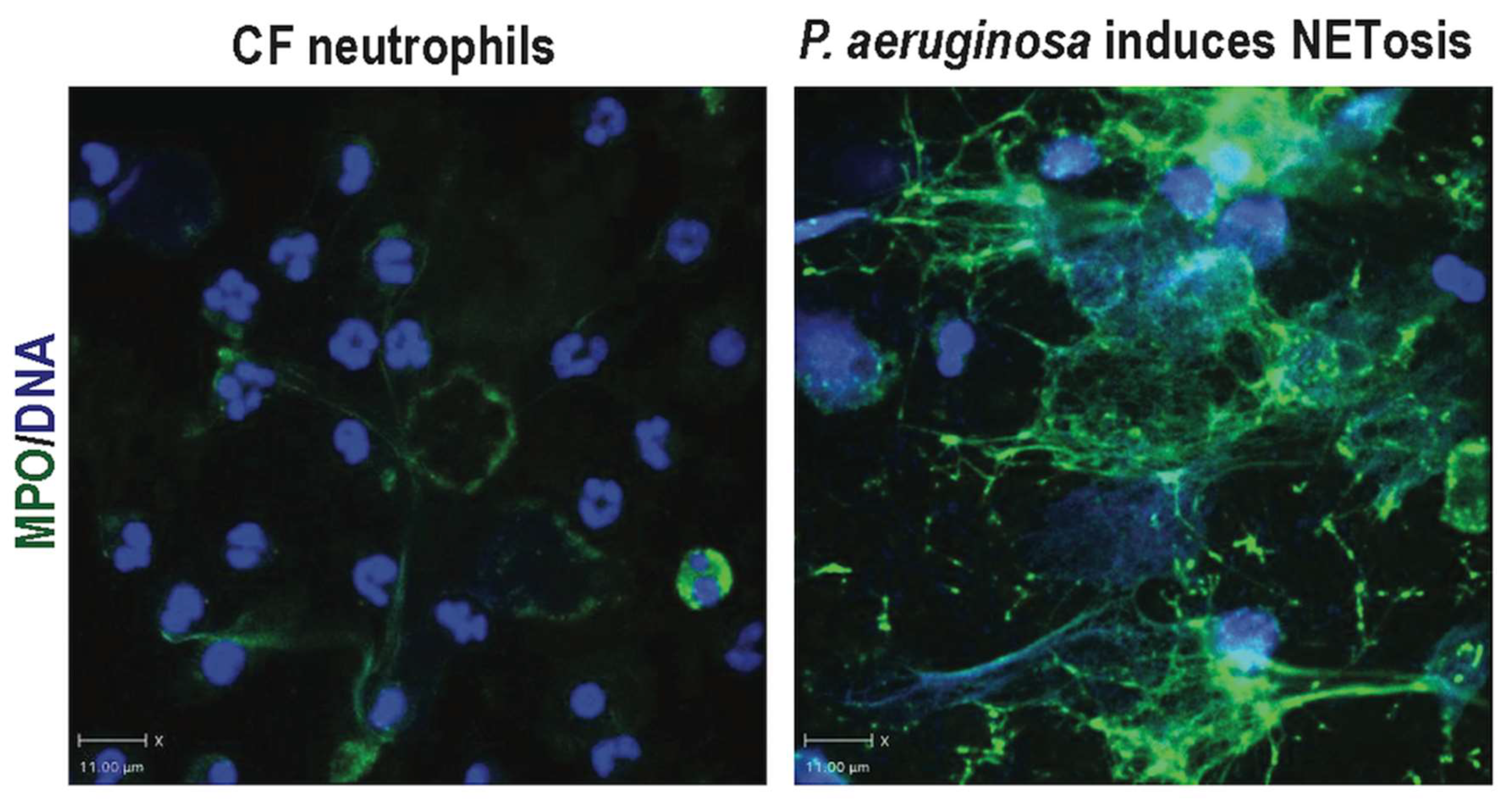 Genes 10 00183 g002 550