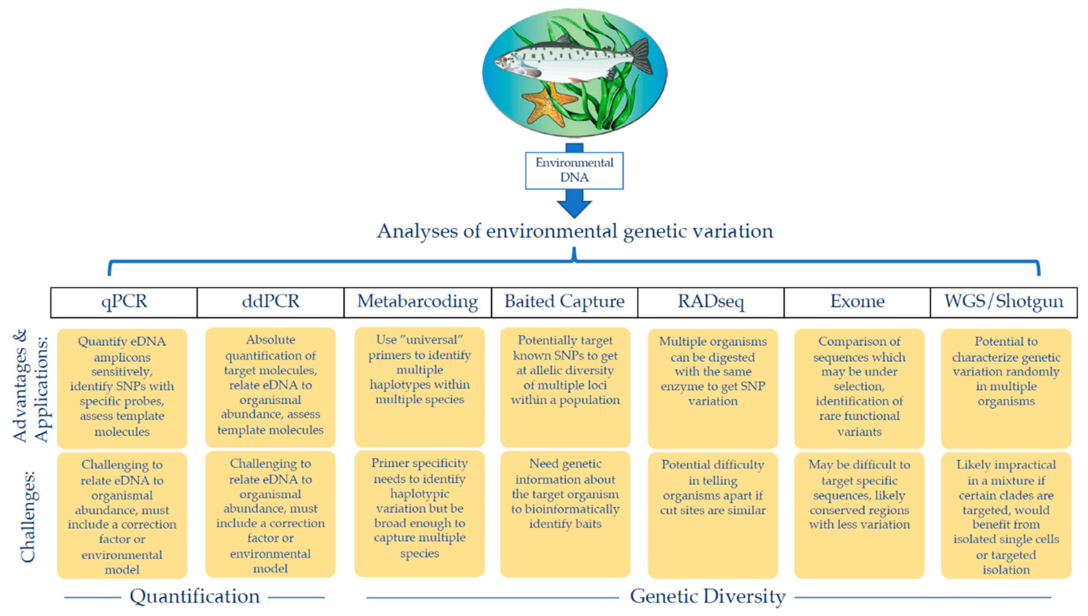 Female-biased introductions produce higher predicted population size and  genetic diversity in simulations of a small, isolated tiger (Panthera  tigris) population