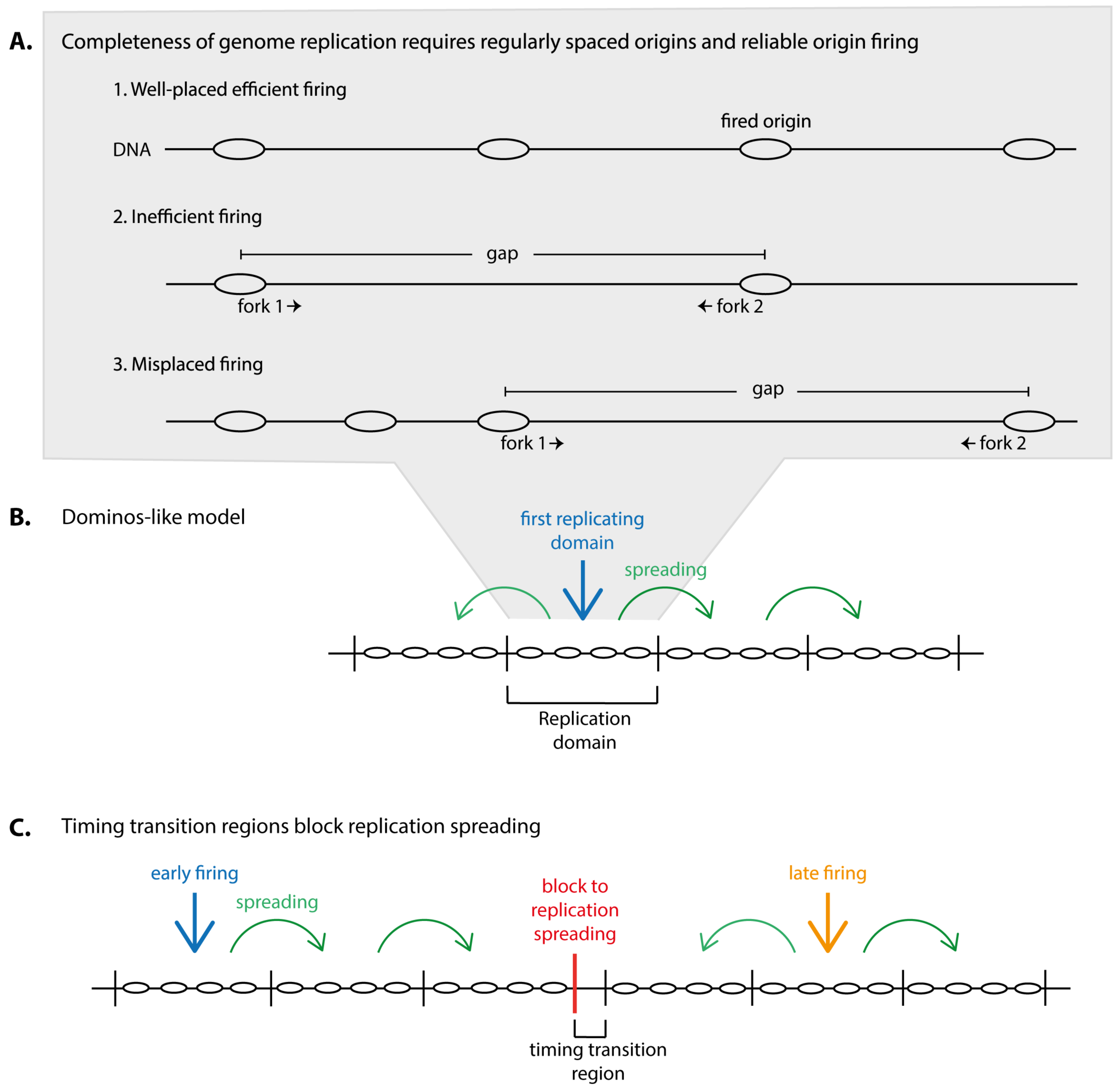 Genes 10 00199 g001 550