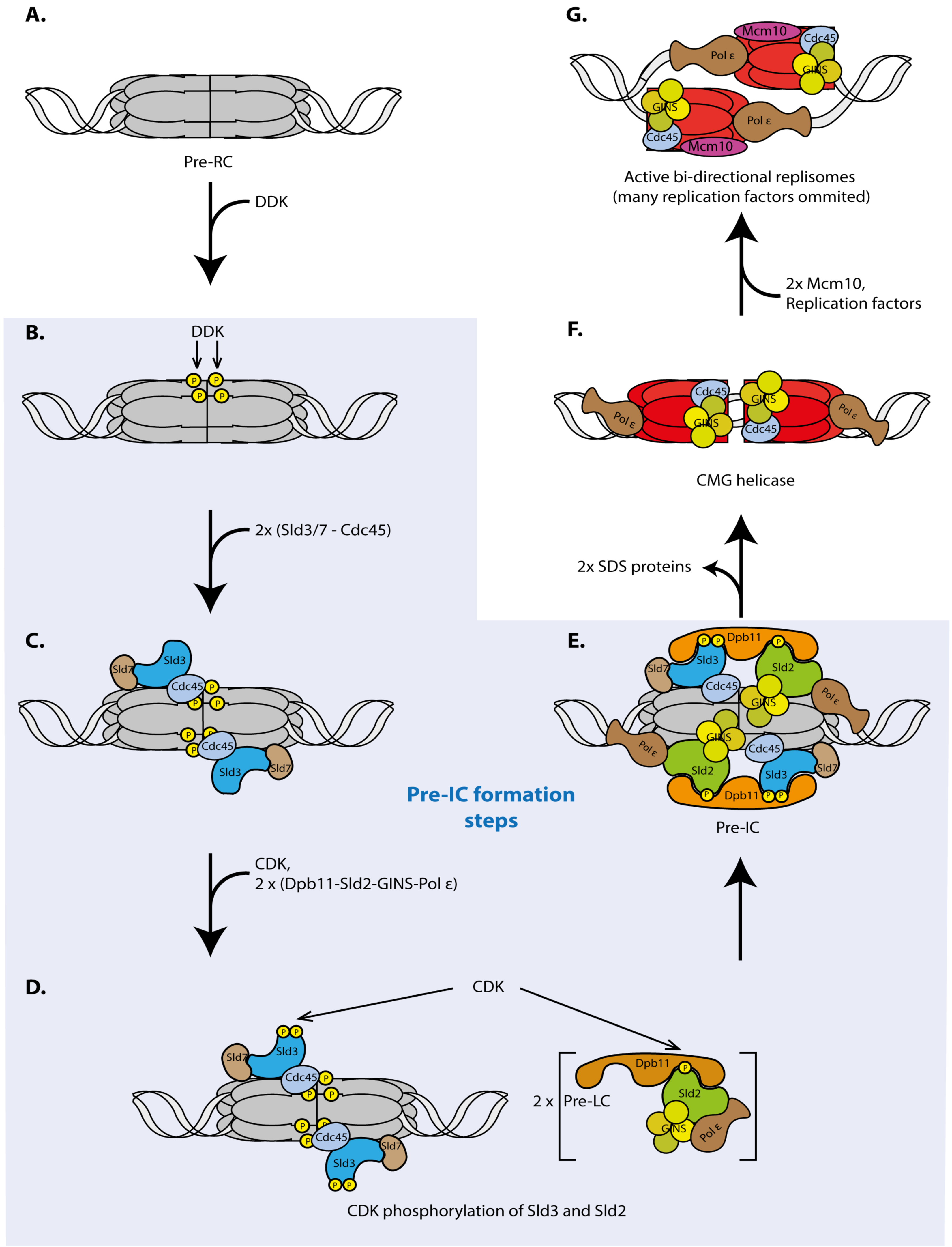Genes Free Full Text Origin Firing Regulations To Control Genome Replication Timing Html