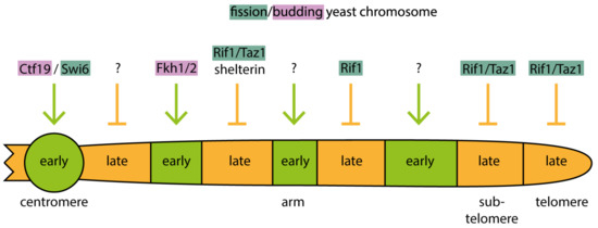Special Issue : DNA Replication Timing: Where, When, How and Why? Biology Diagrams