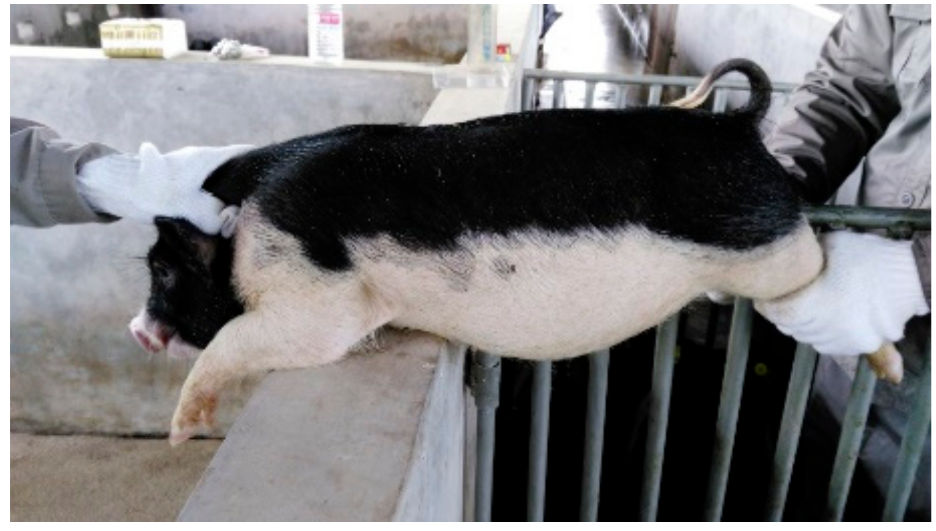 Genes 10 00201 g001 550