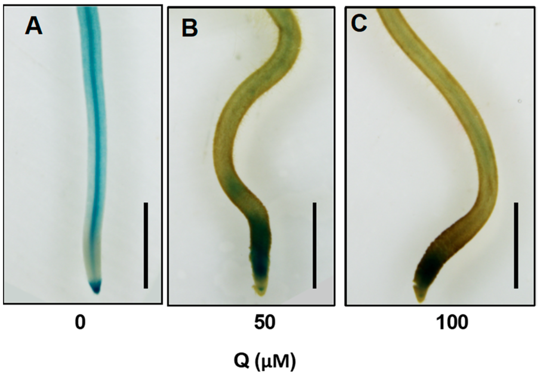 Genes 10 00213 g008 Genes 10 00213 g008