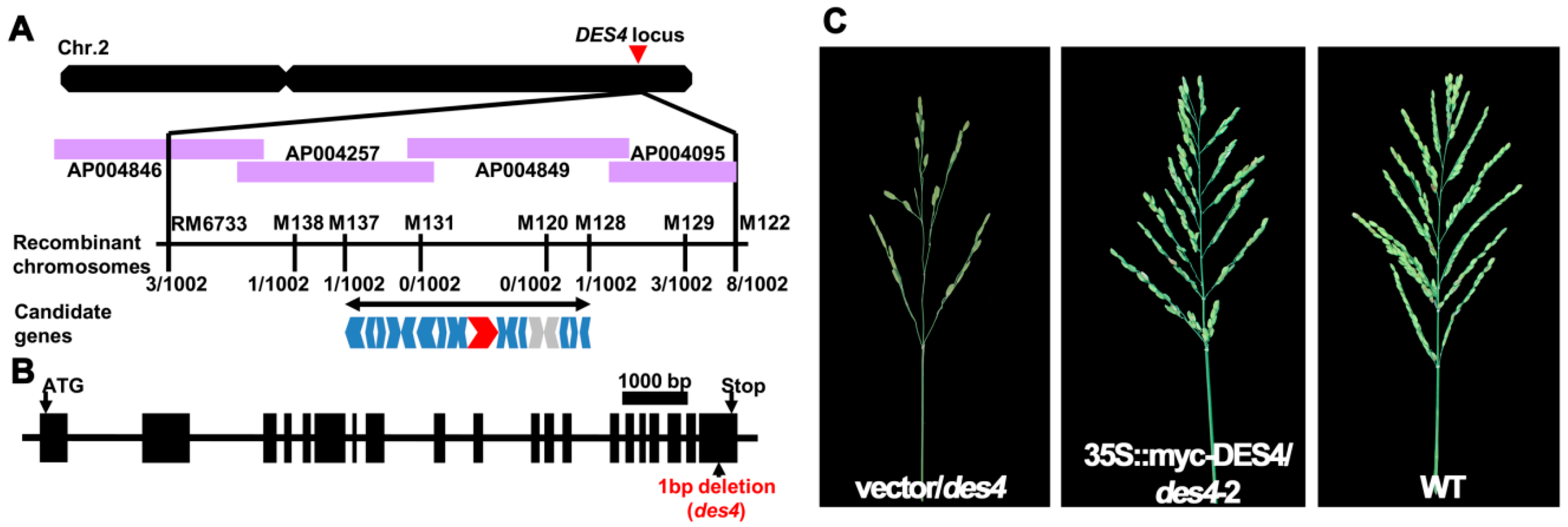 Genes 10 00214 g002