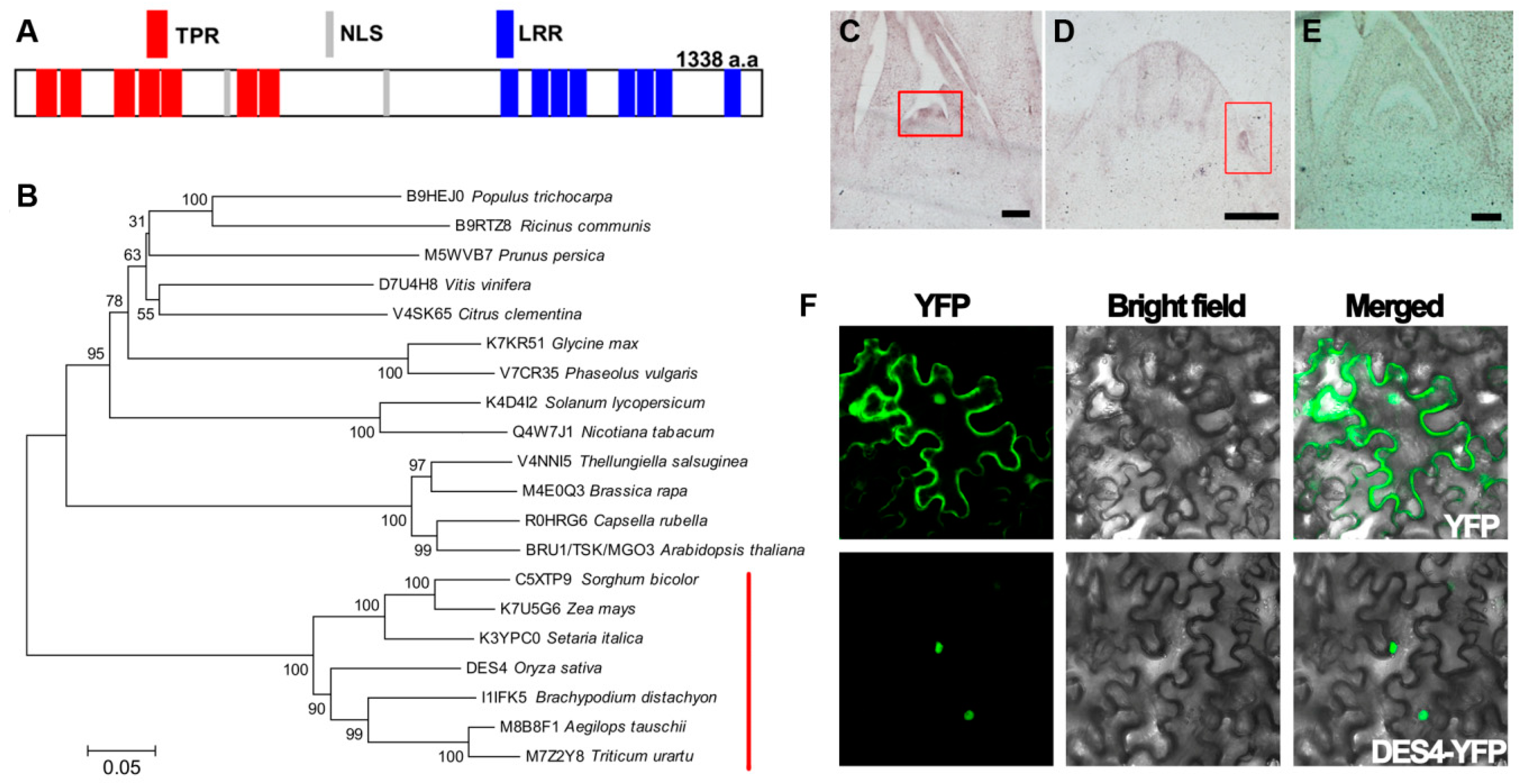 Genes 10 00214 g003