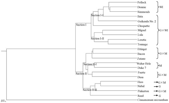 Genome-Wide Assessment of Avocado Germplasm Determined from