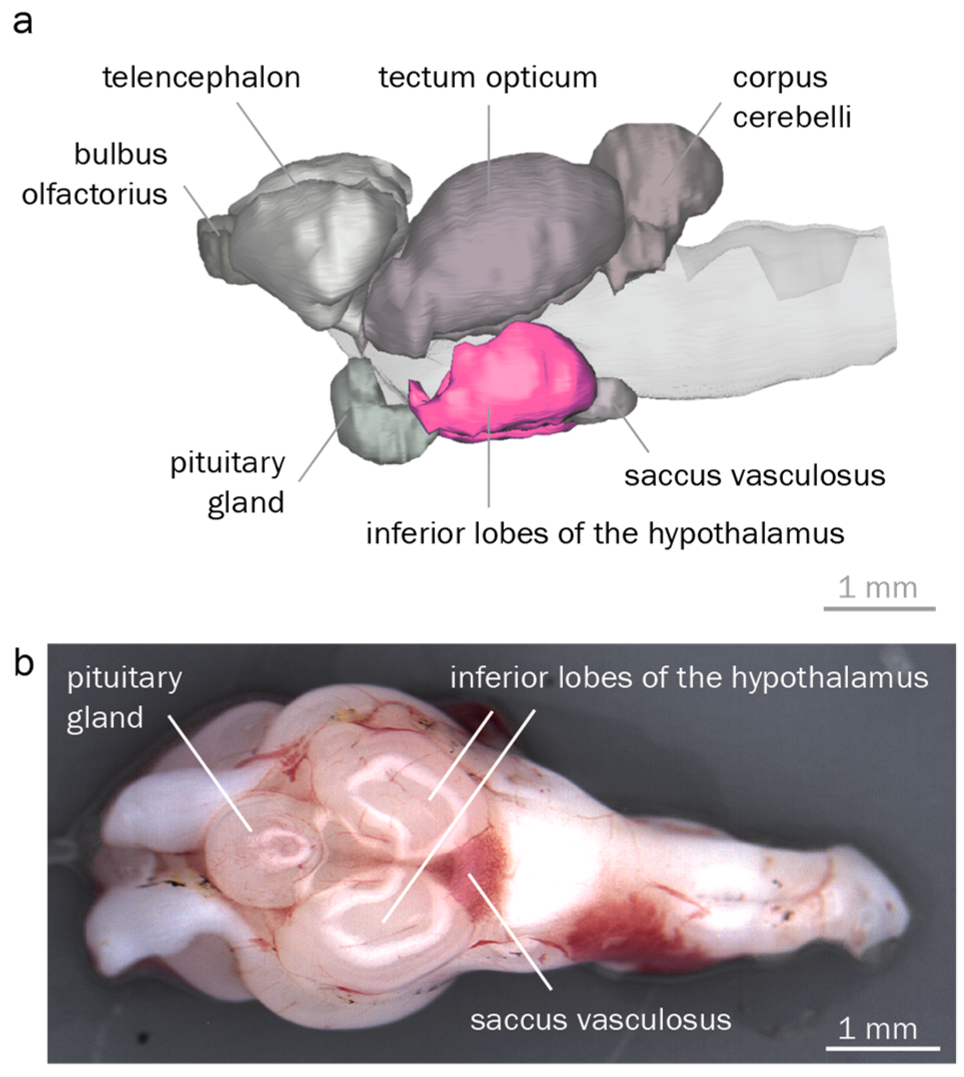 Genes 10 00219 g004