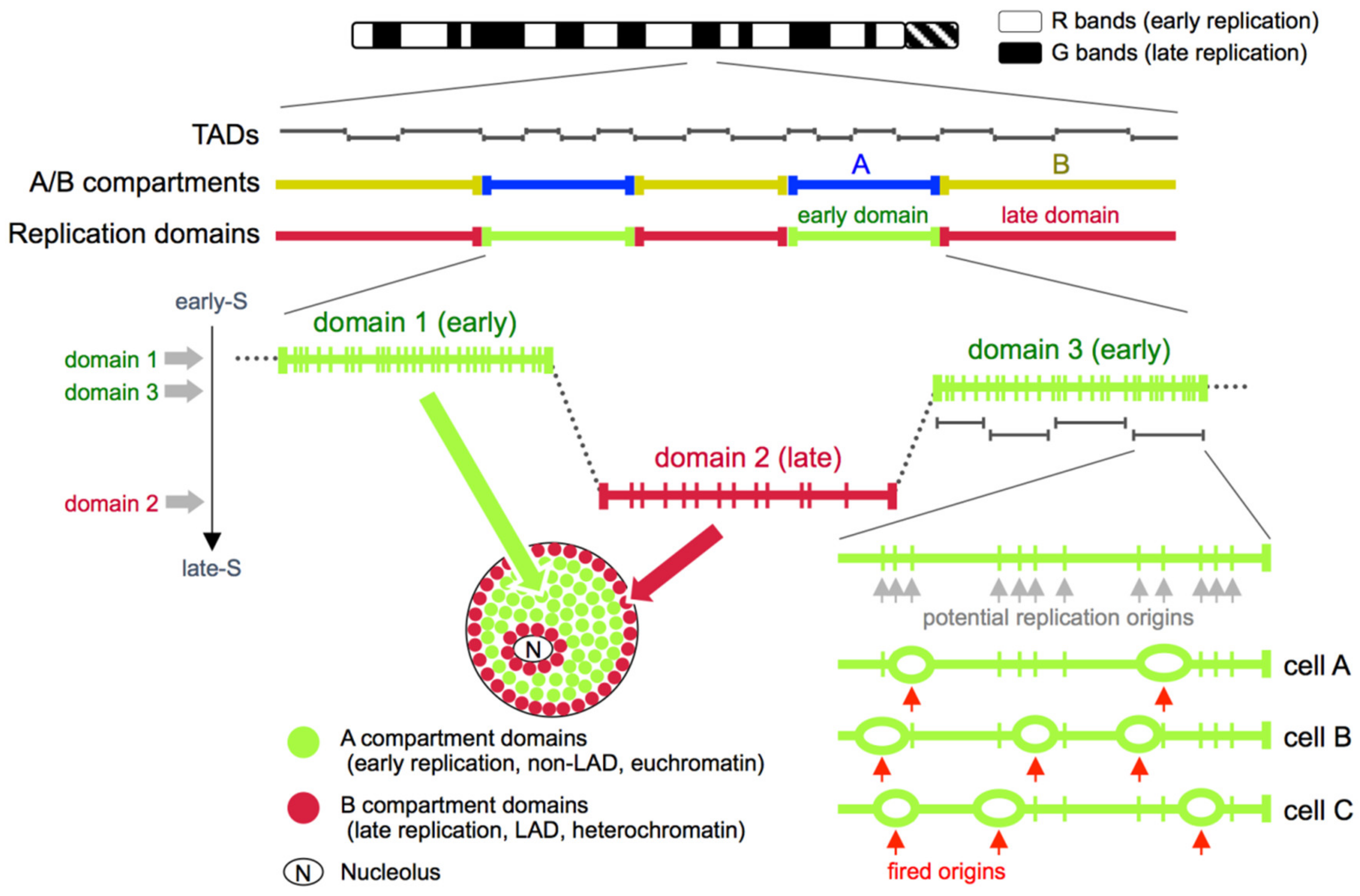 DNA Replication Timing Enters the Single-Cell Era Biology Diagrams