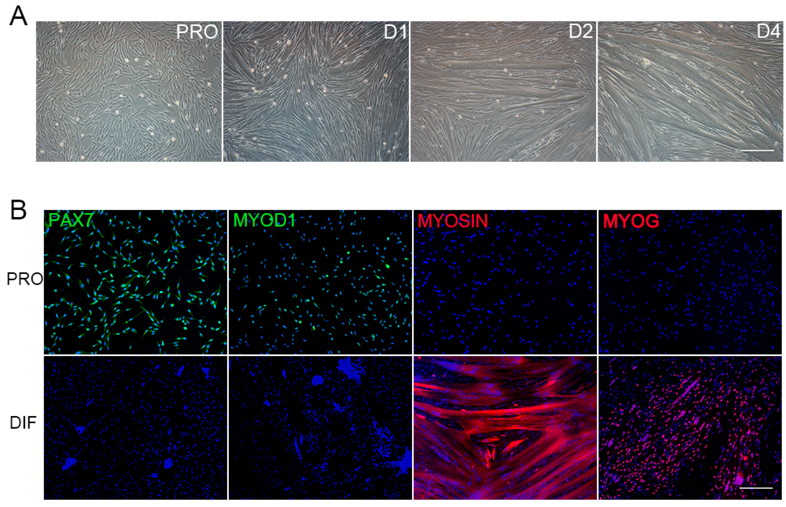 Genes 10 00231 g001