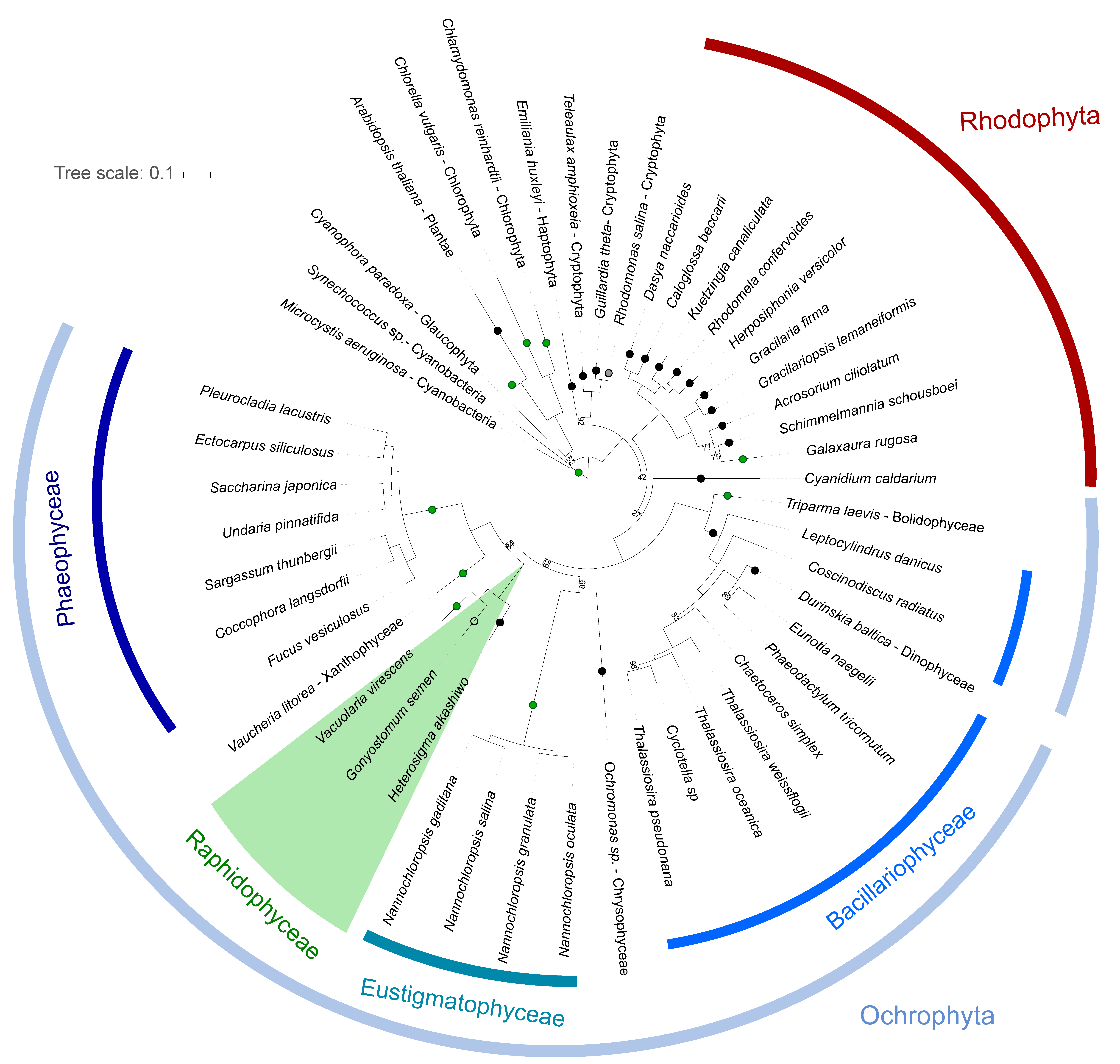 Genes | Free Full-Text | Sequencing and Phylogenetic Analysis of ...