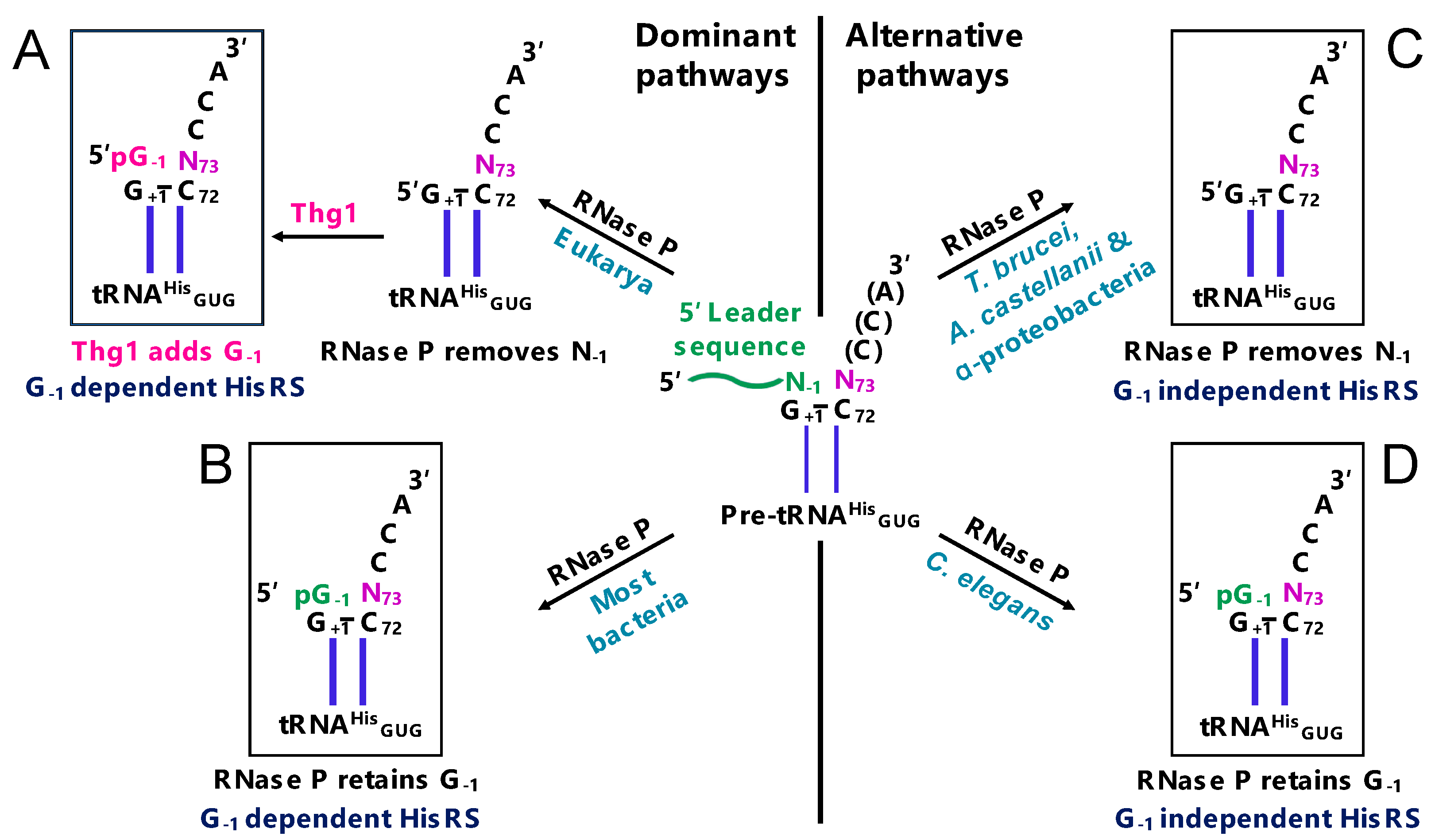 Genes 10 00250 g002 550