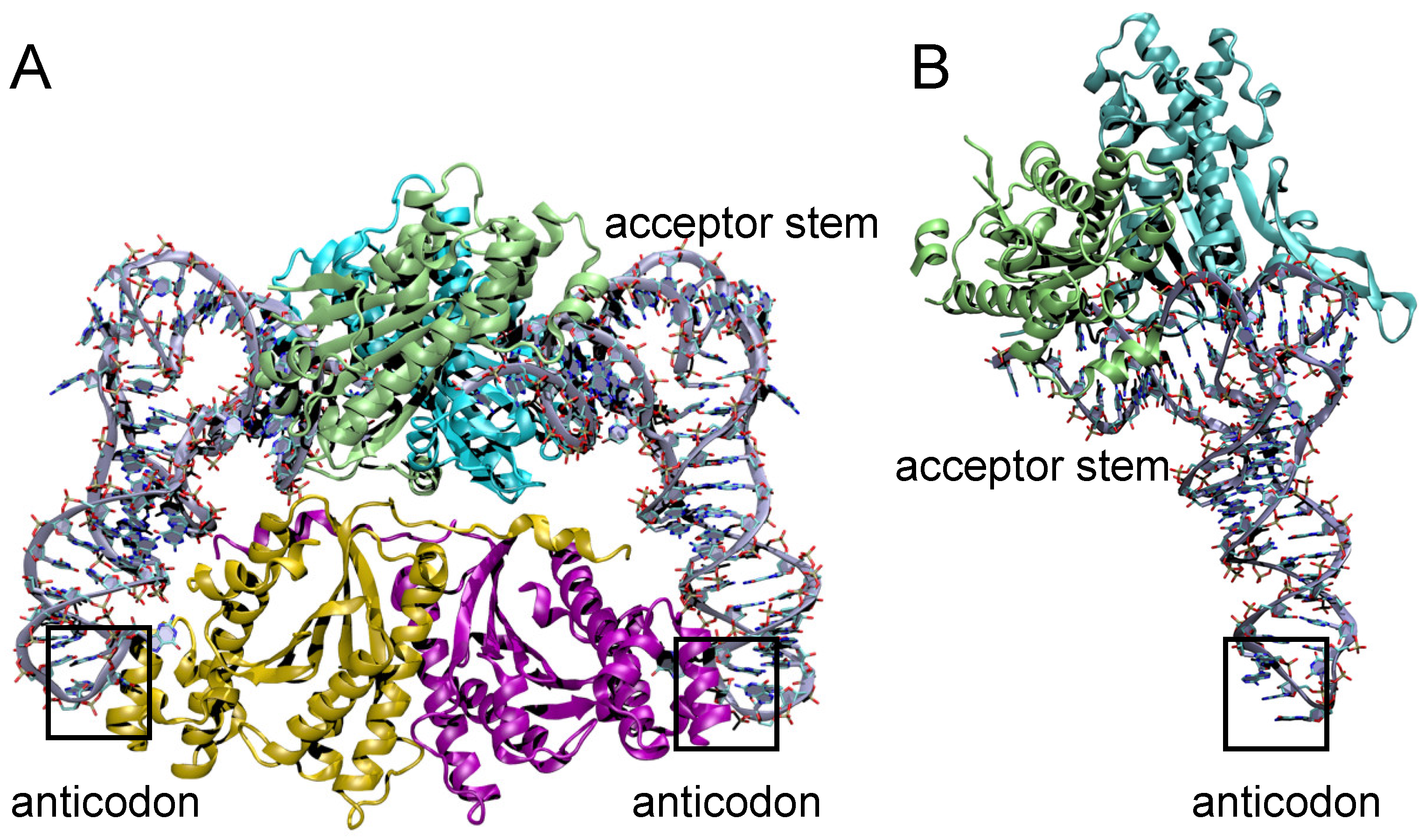 Genes 10 00250 g006 550