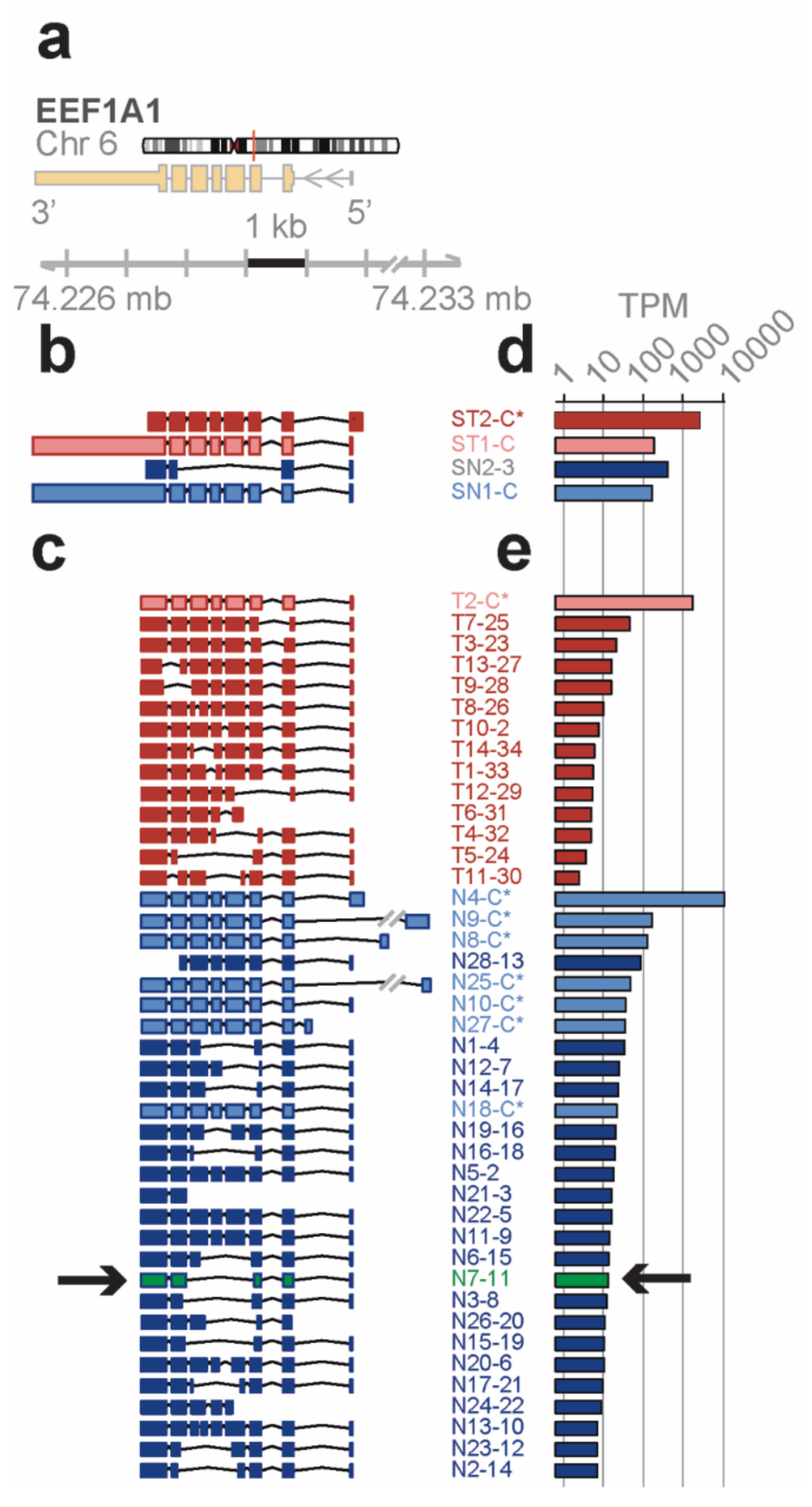 Genes 10 00253 g002 550