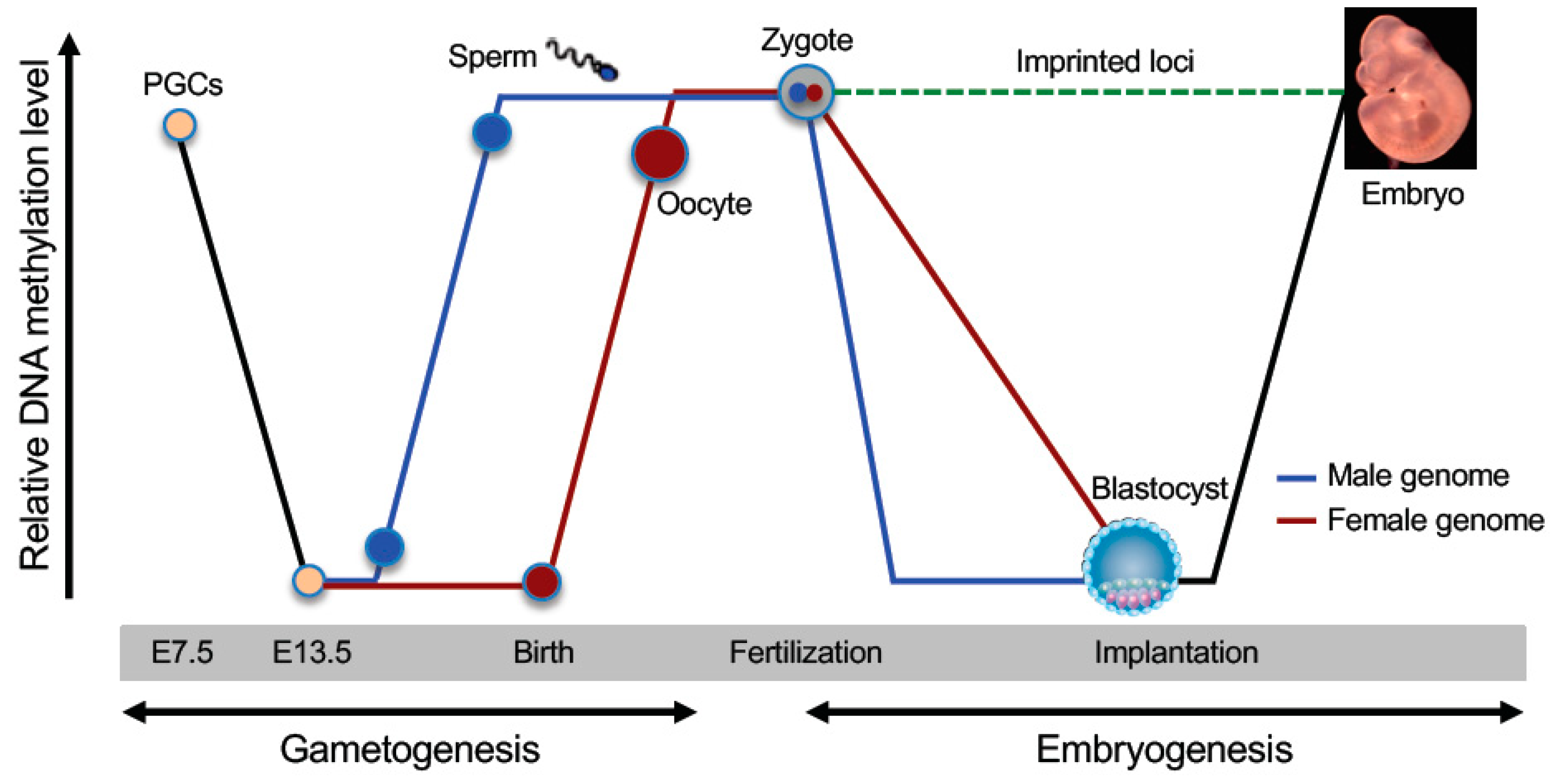 DNA Methylation Reprogramming during Mammalian ... Biology Diagrams