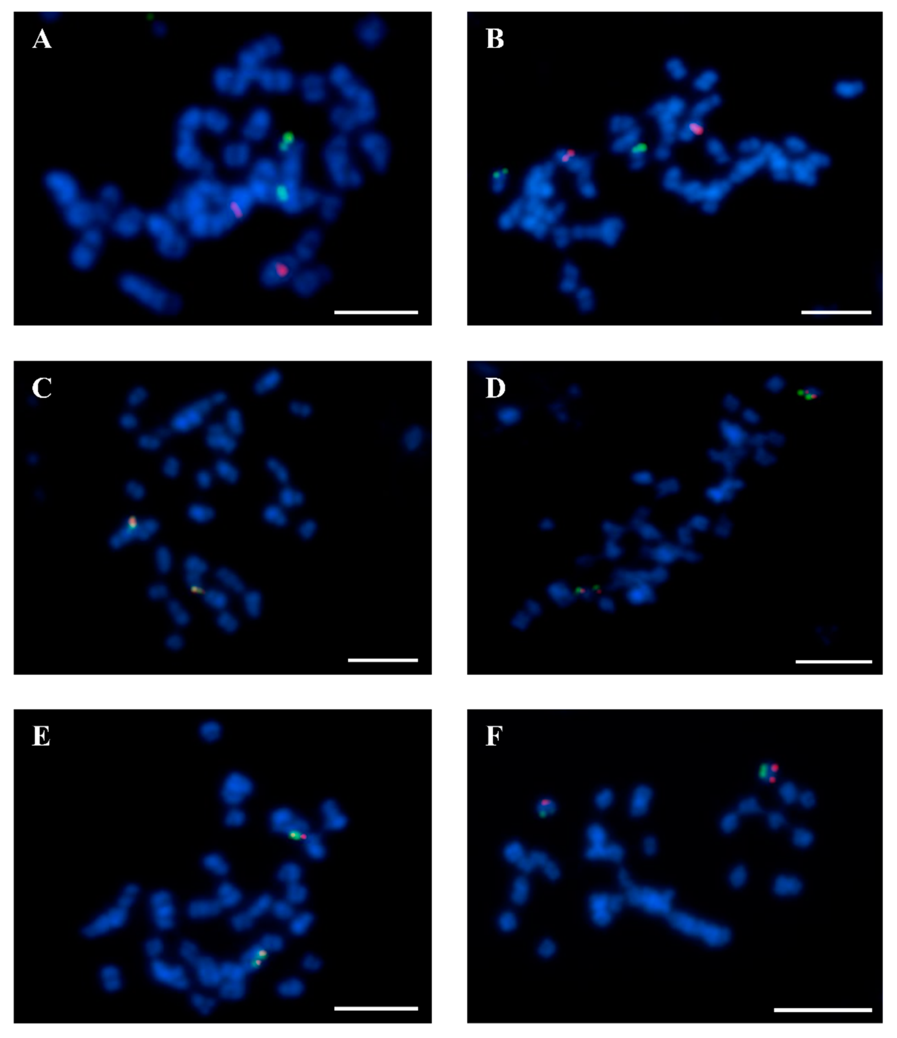 Genes 10 00259 g001