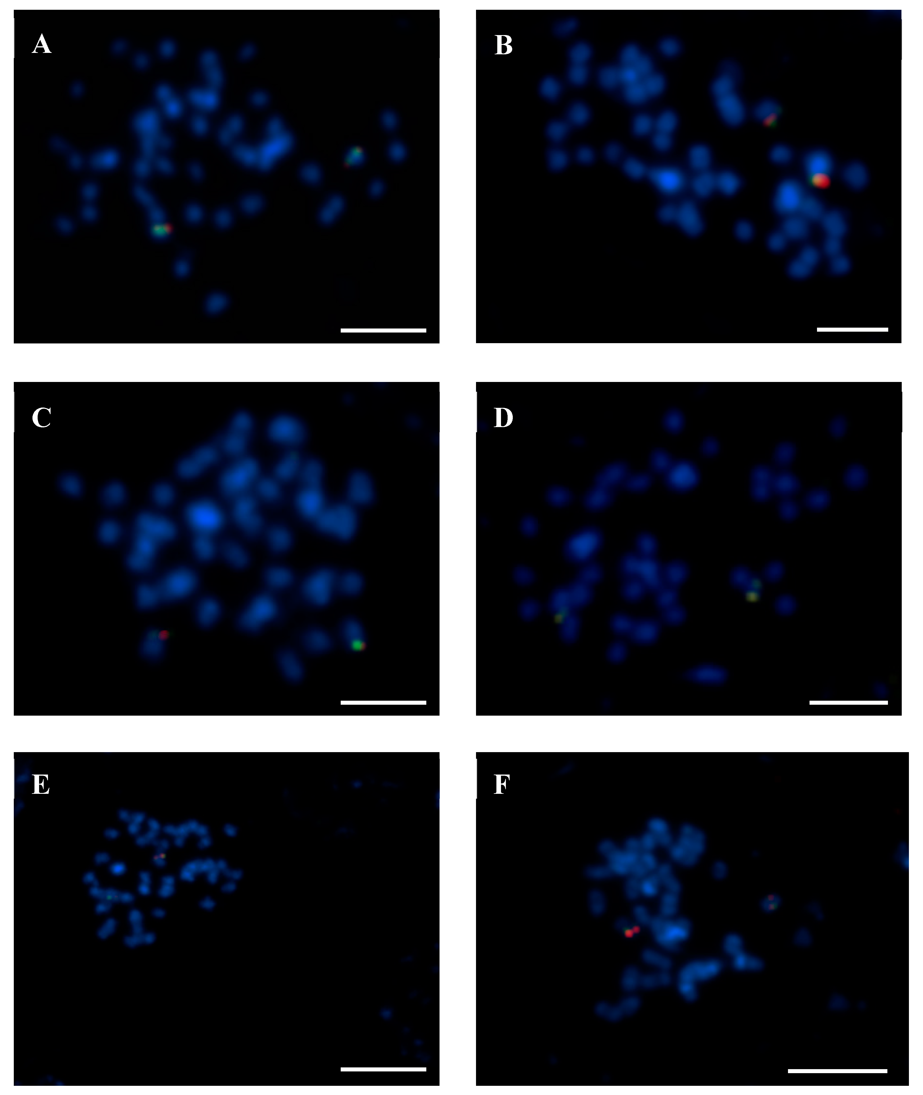 Genes 10 00259 g004
