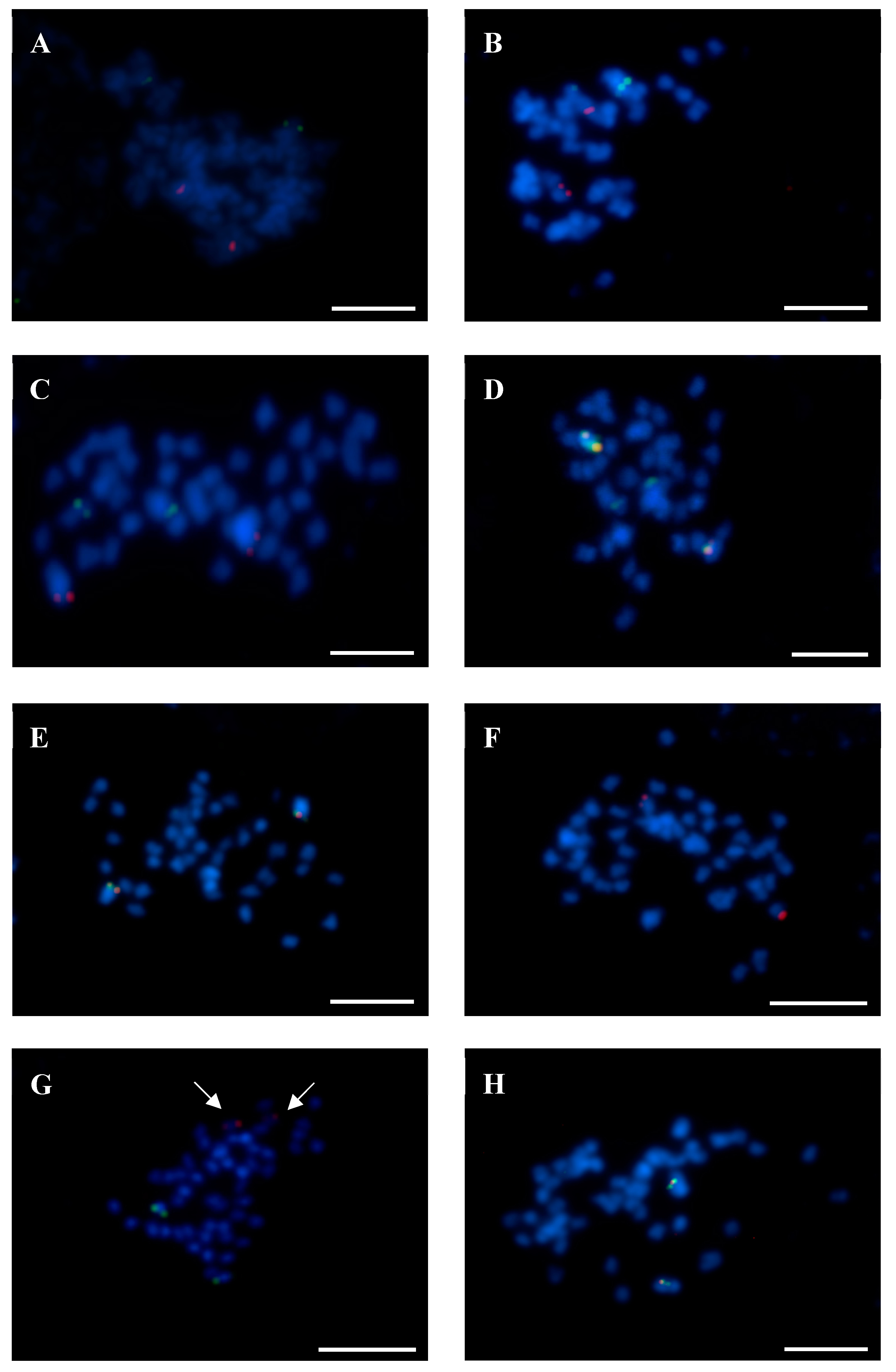Genes 10 00259 g005