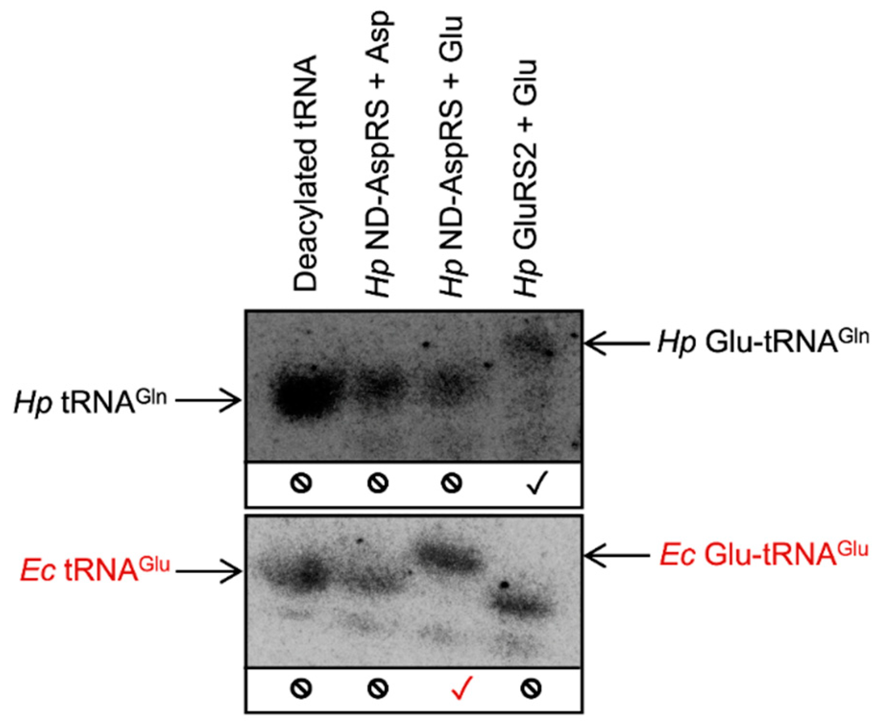 Genes 10 00262 g003 550