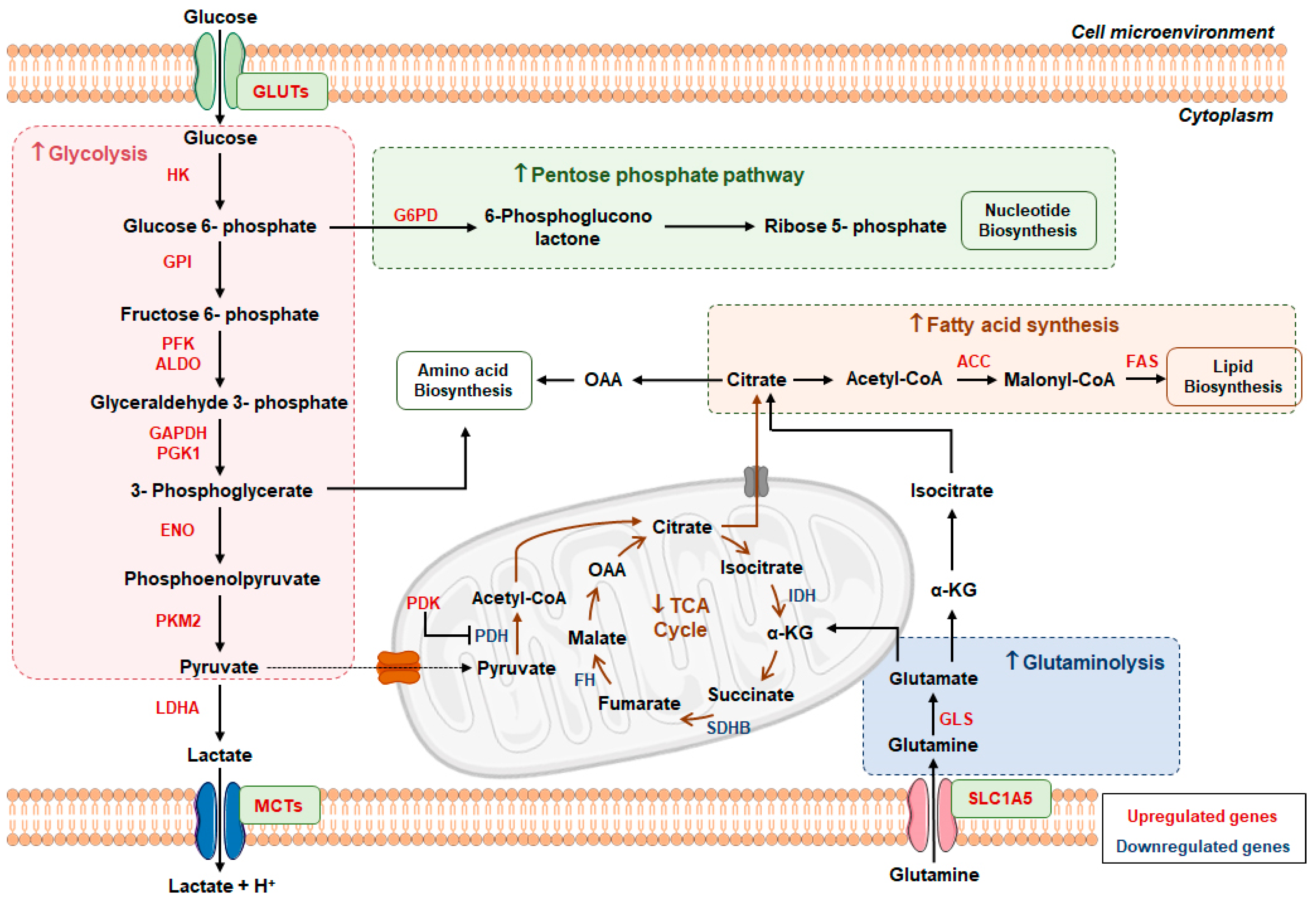 Genes 10 00264 g002