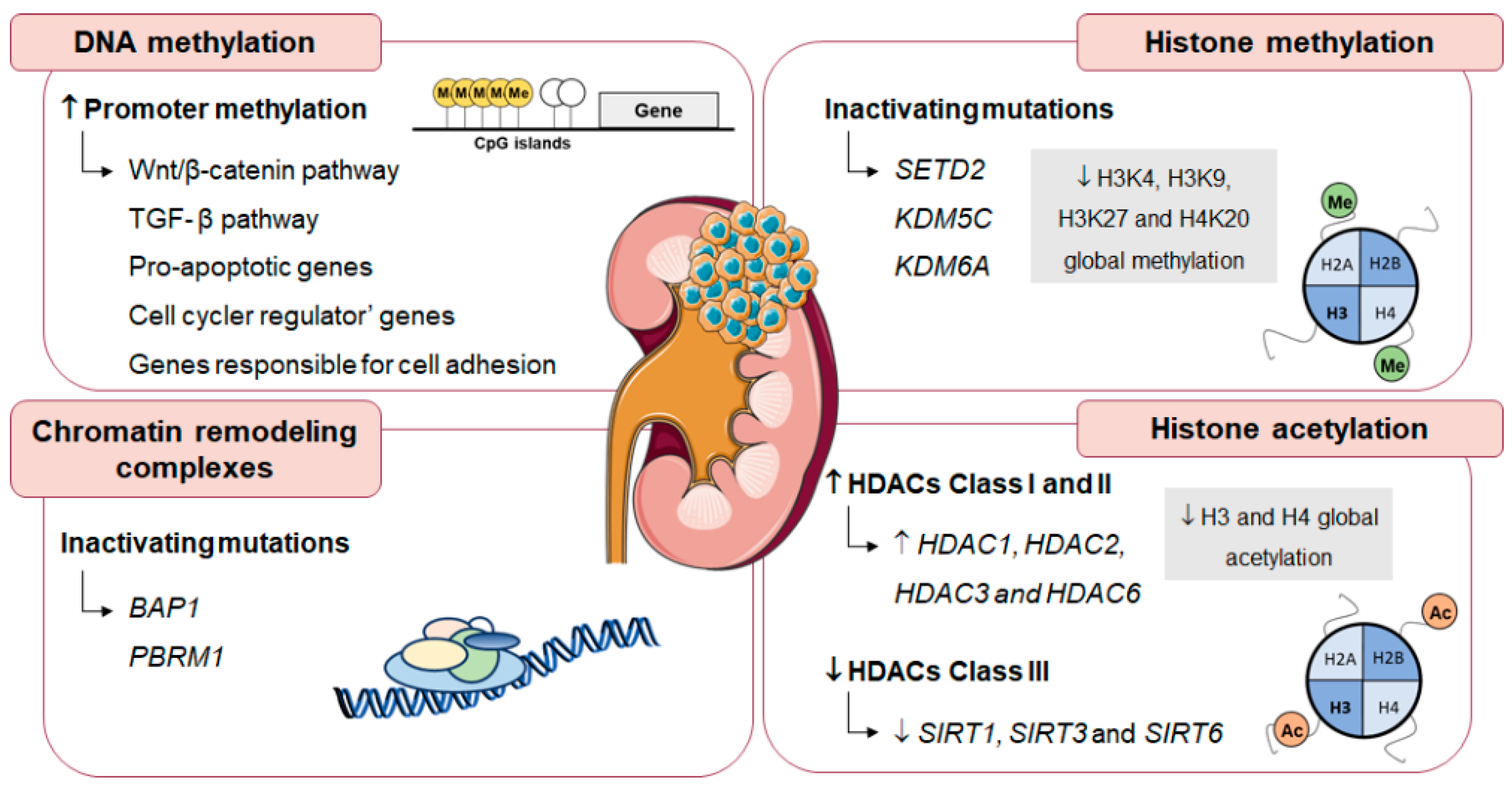Genes 10 00264 g004