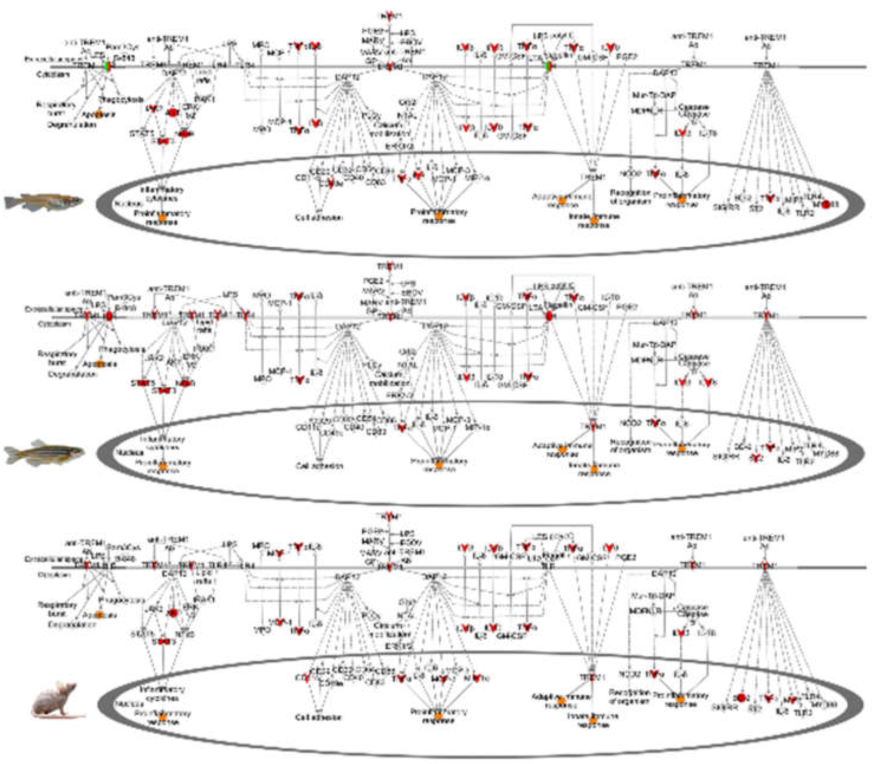 Genes 10 00271 g003
