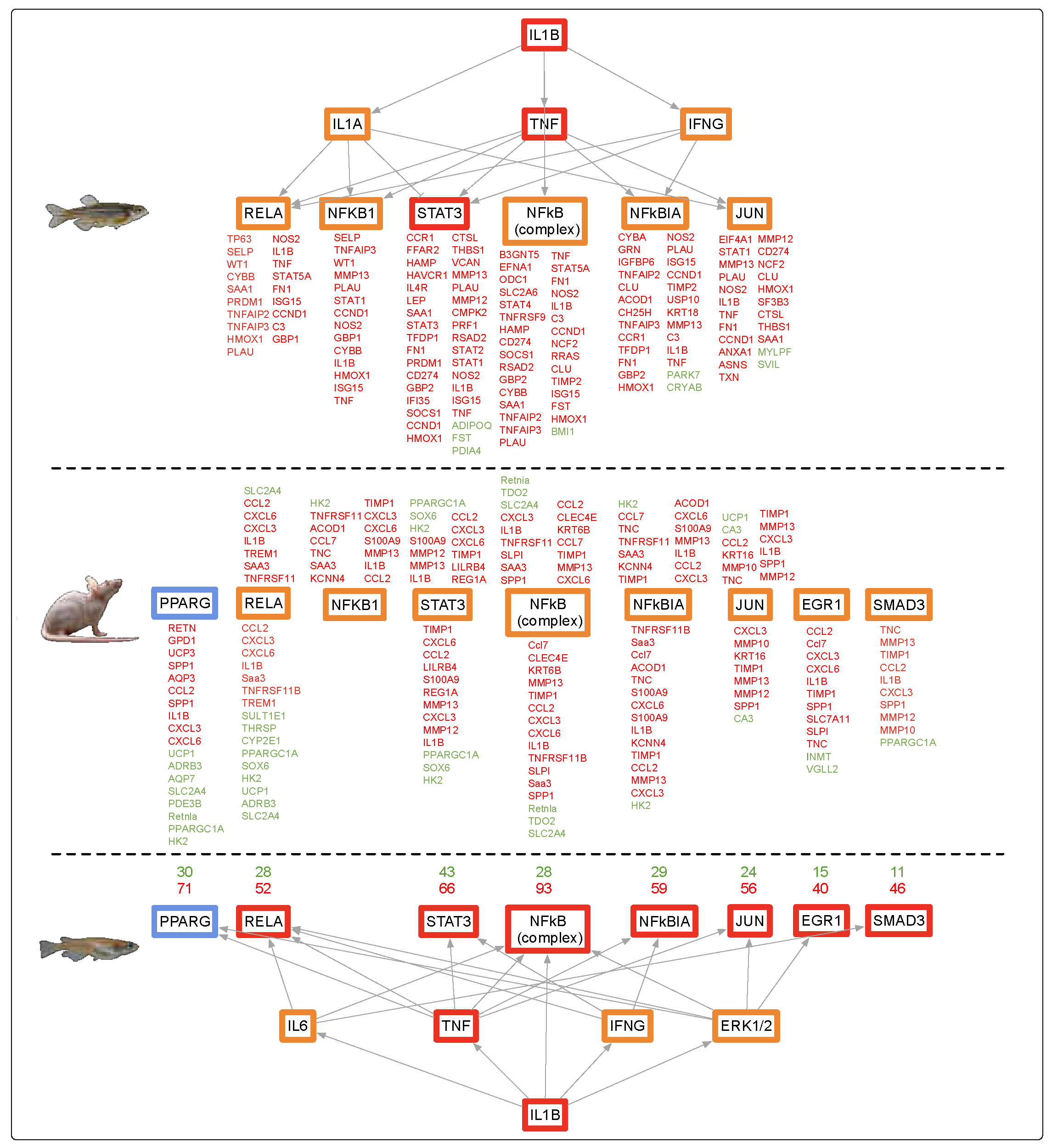 Genes 10 00271 g004