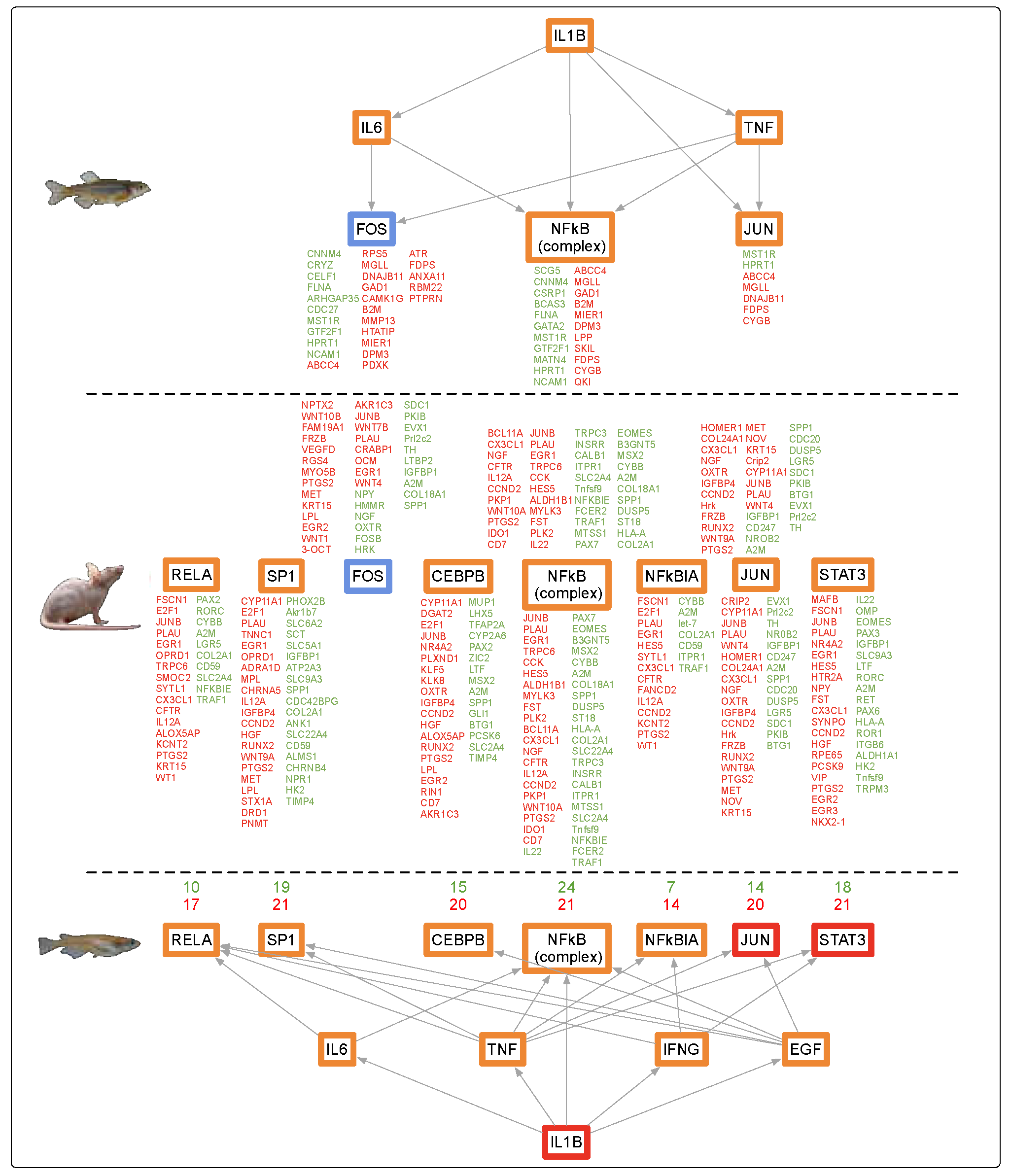 Genes 10 00271 g005