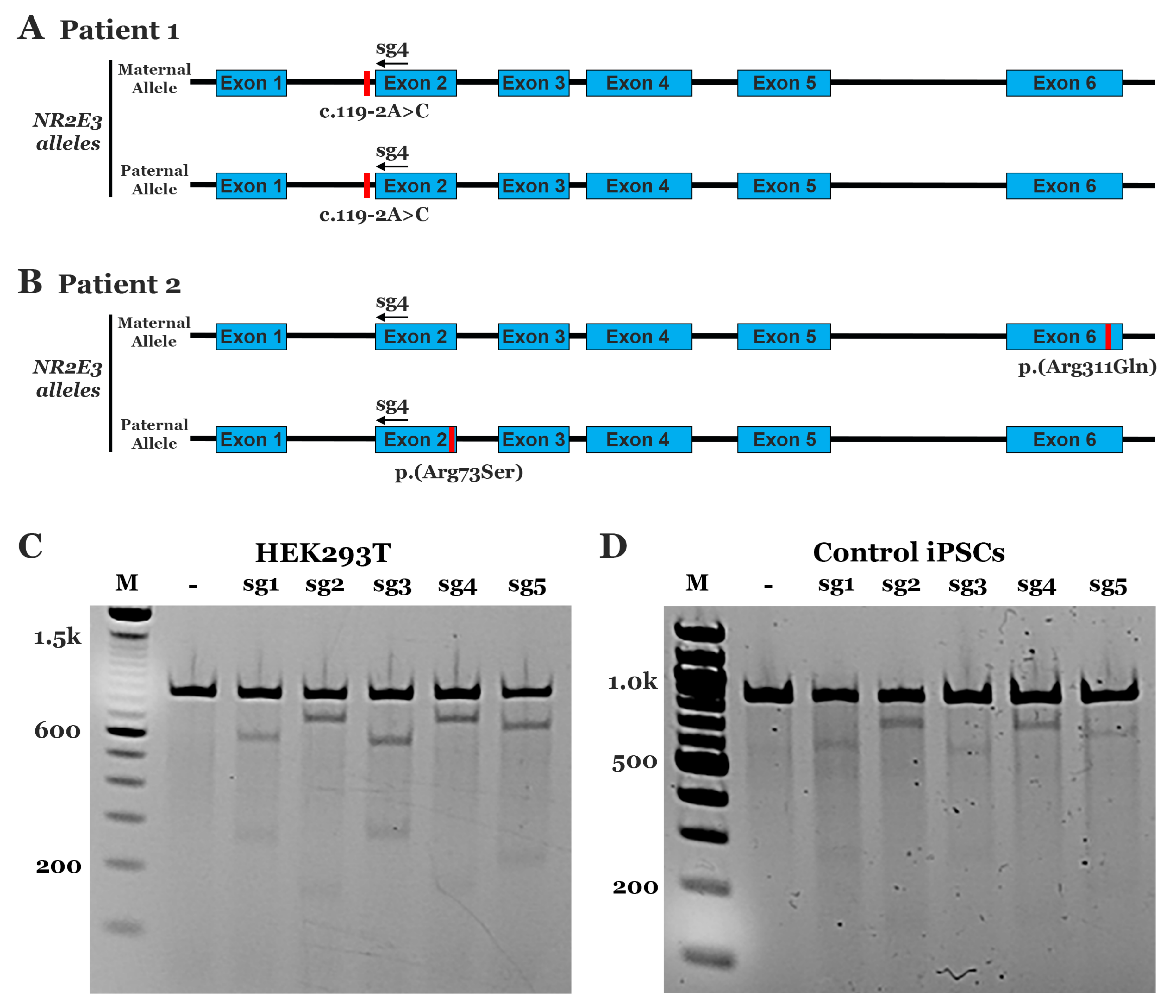 Genes 10 00278 g001