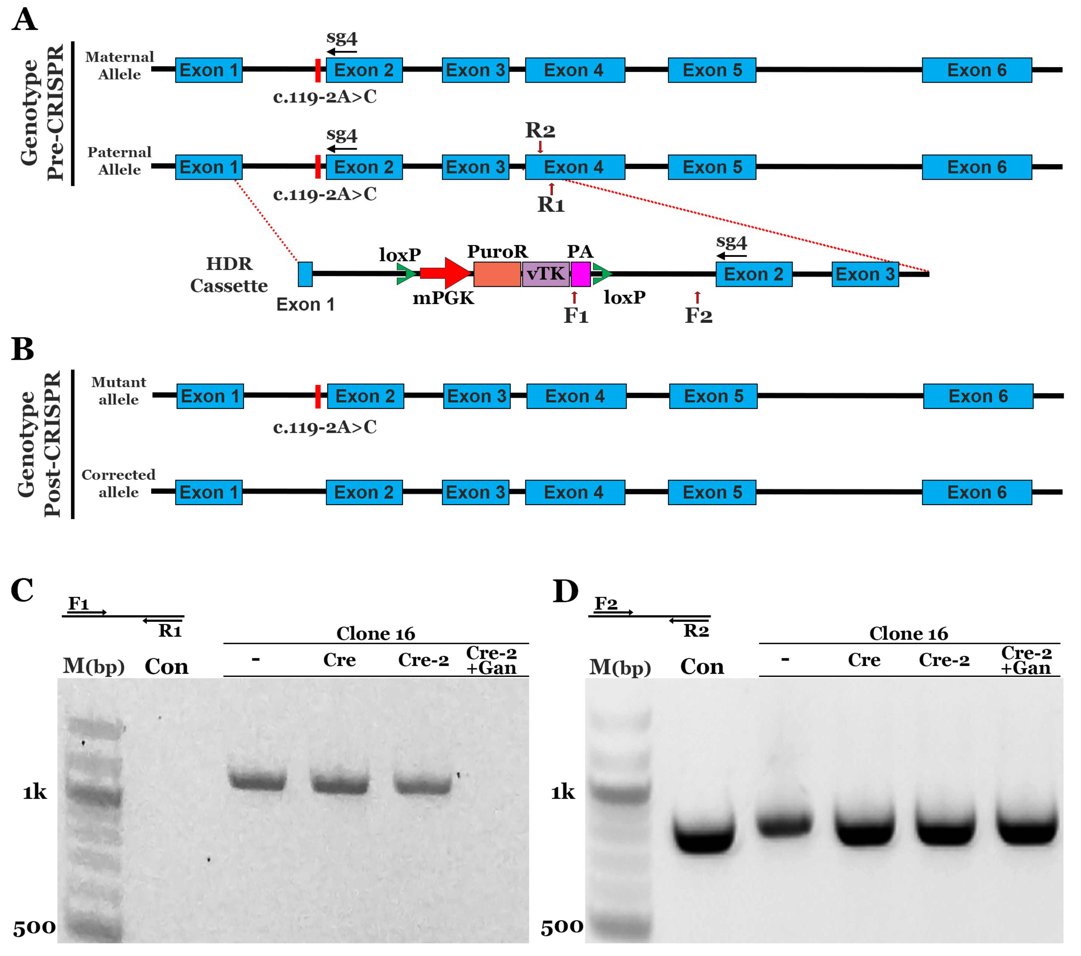 Genes 10 00278 g002