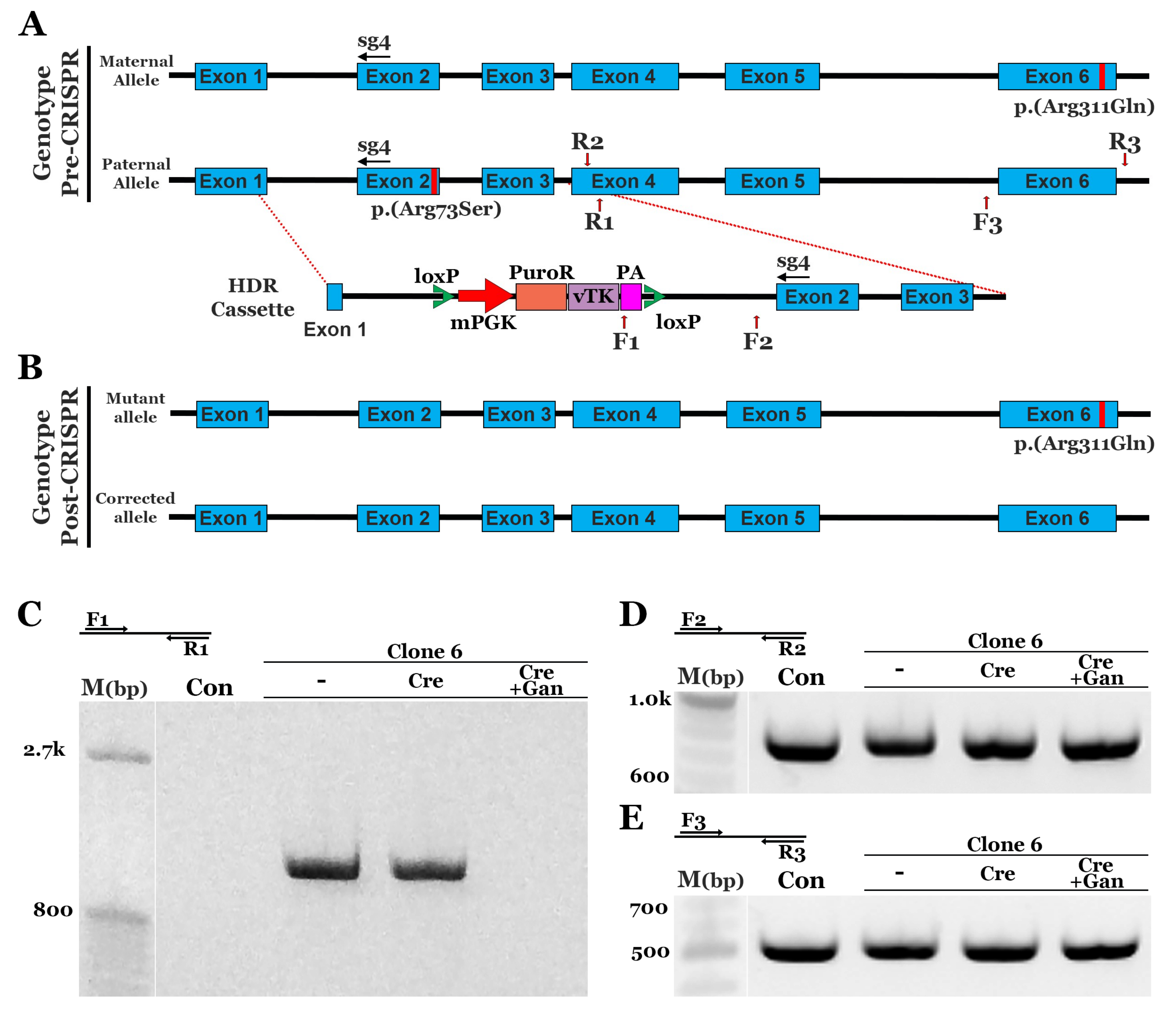 Genes 10 00278 g003