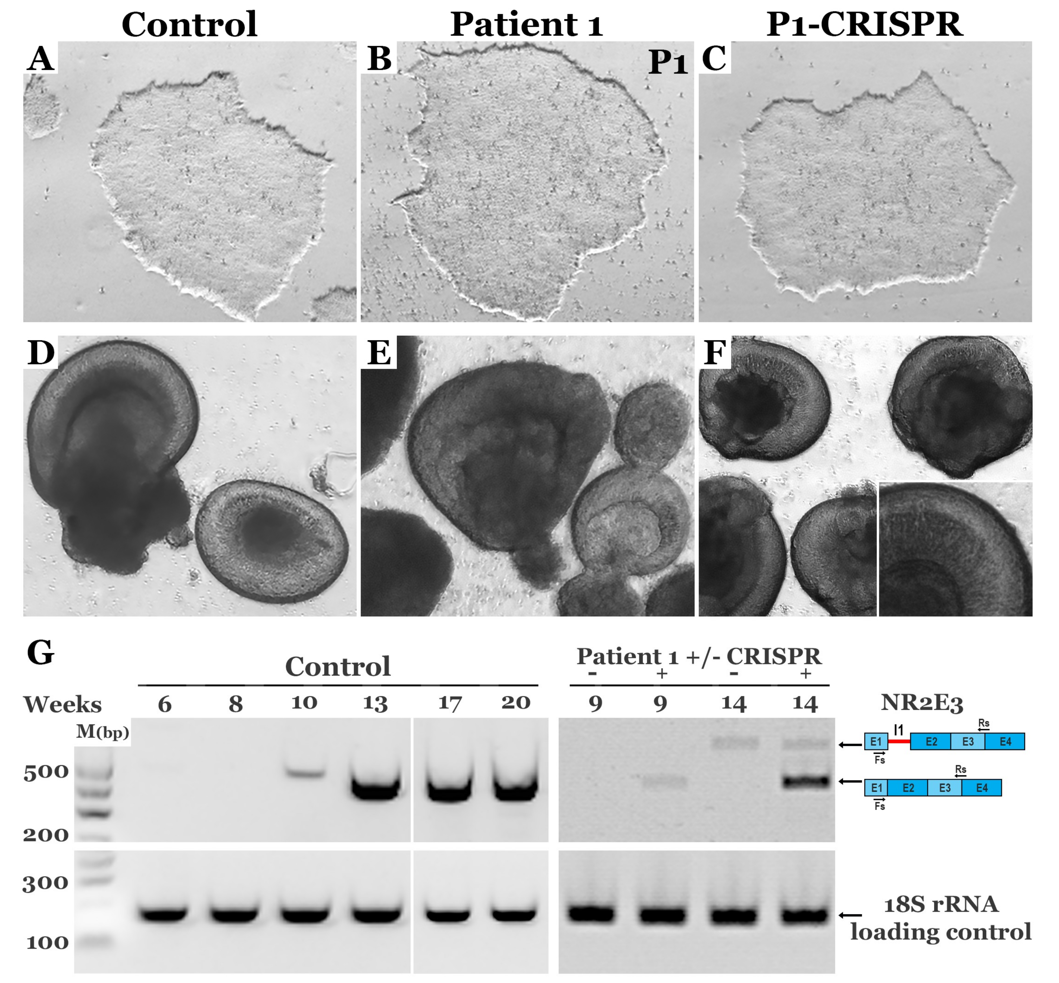 Genes 10 00278 g004