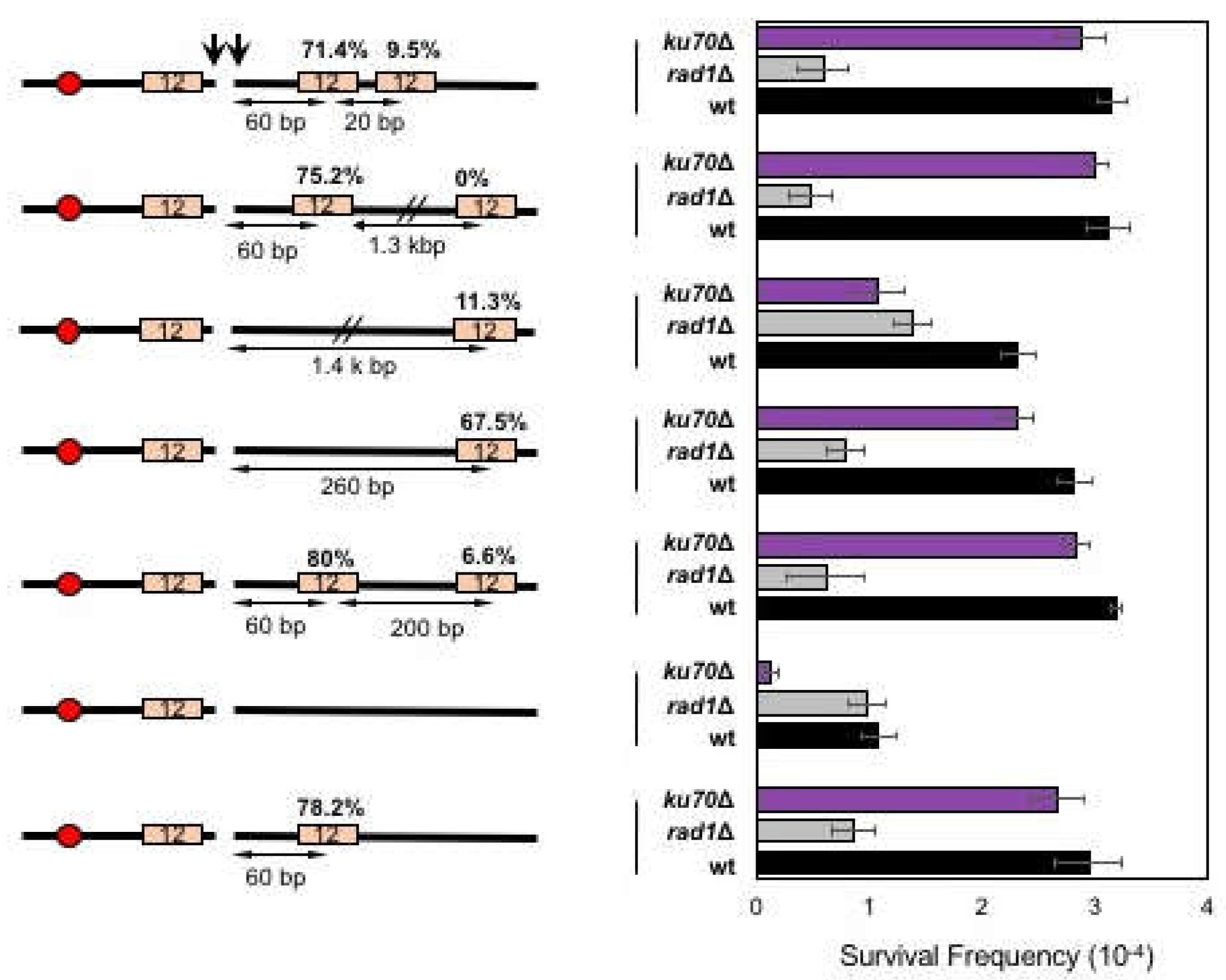 Genes 10 00284 g003 550
