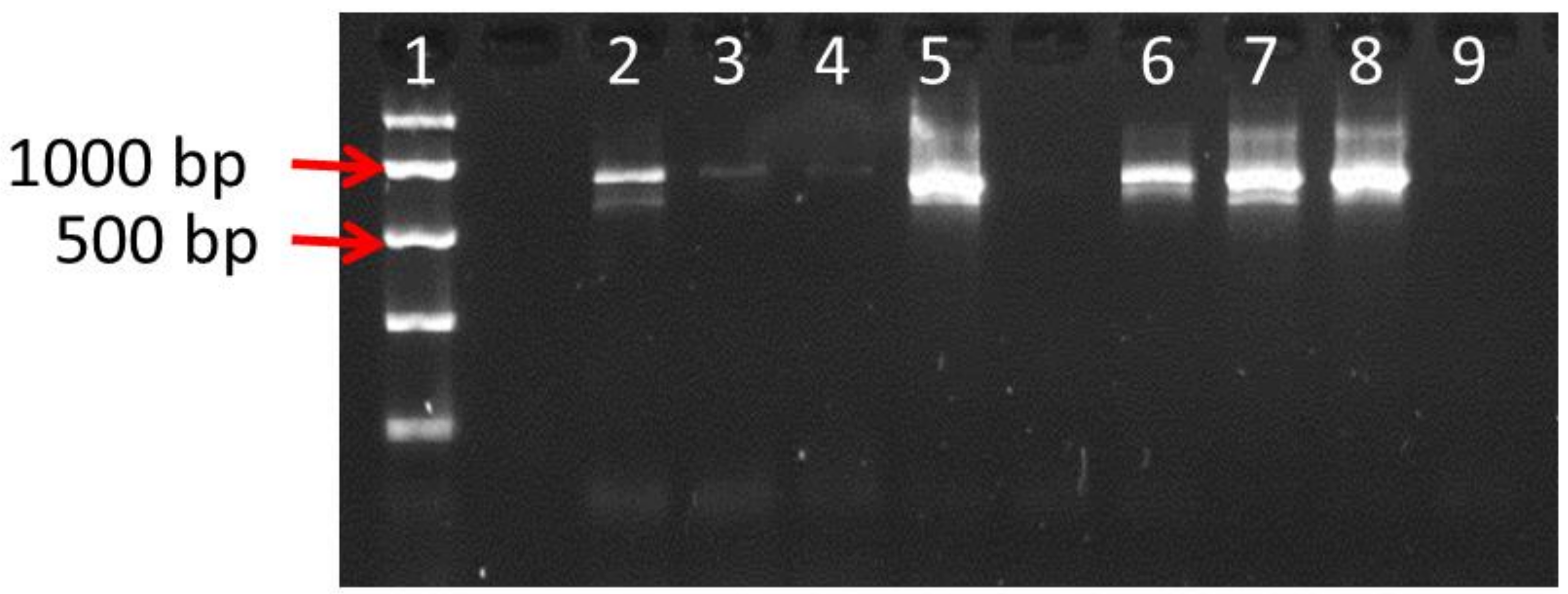 Genes 10 00286 g001 550