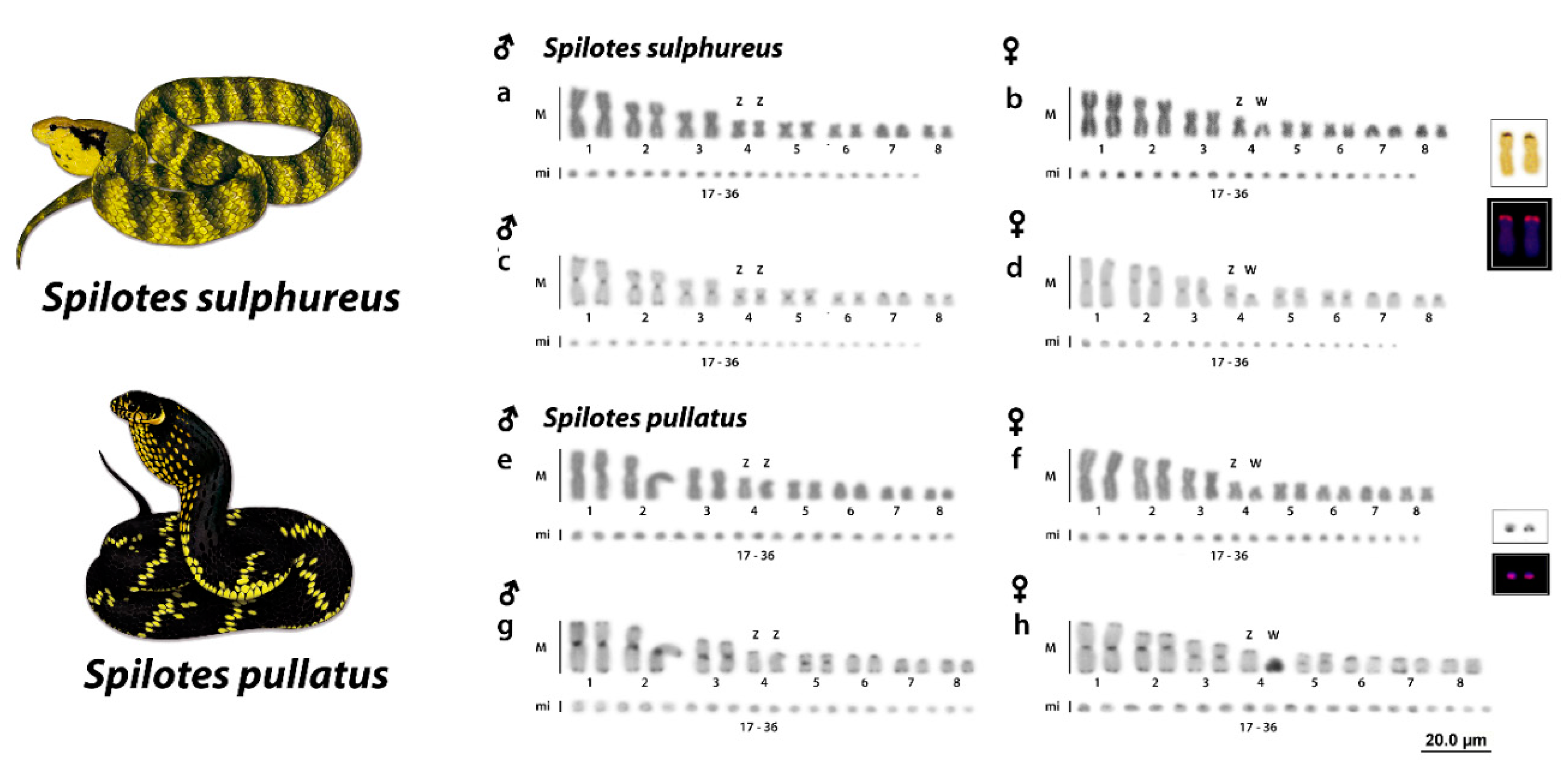 Evolutionary Insights of the ZW Sex Chromosomes in Snakes: A New ...