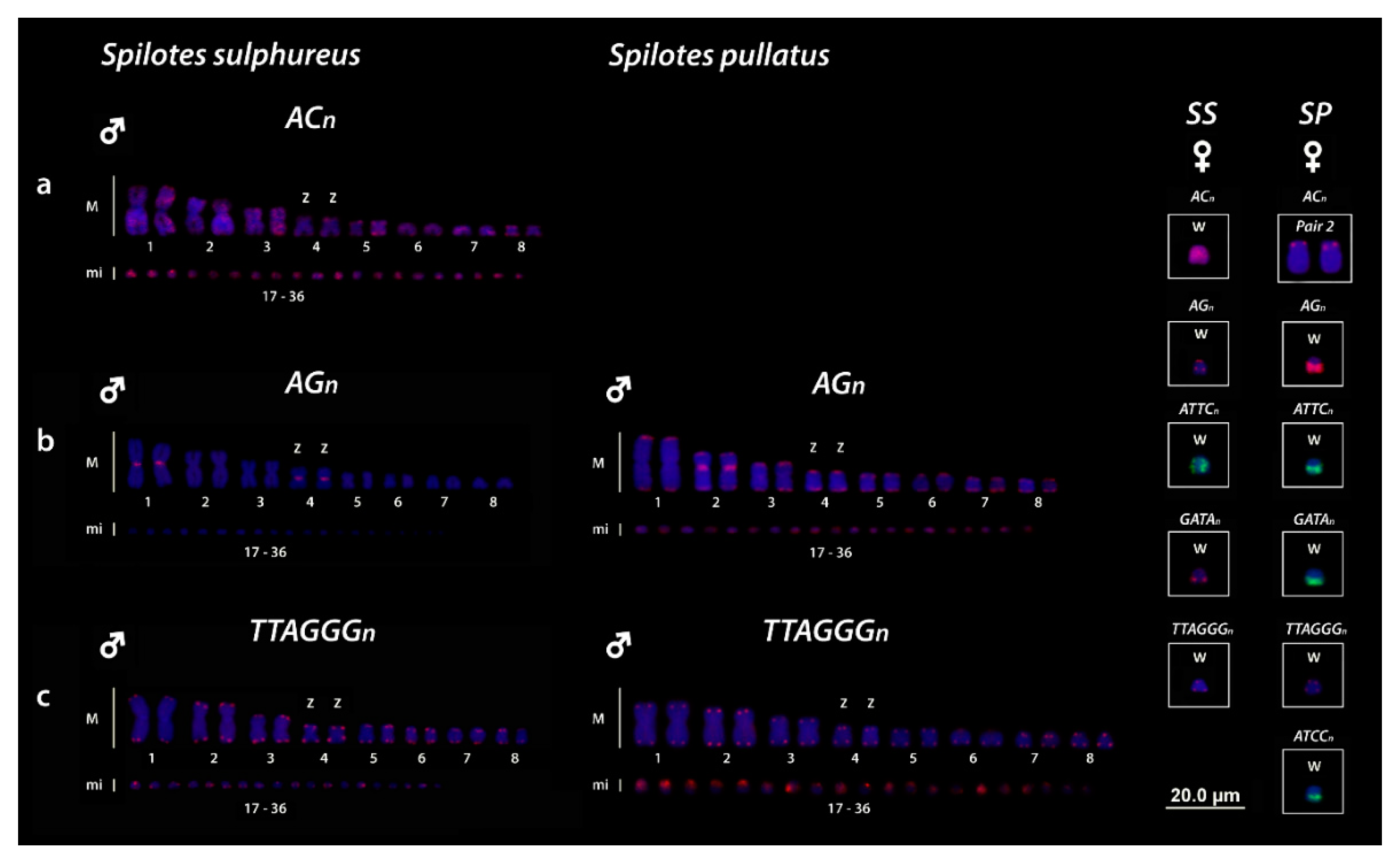 Genes 10 00288 g002 Genes 10 00288 g002
