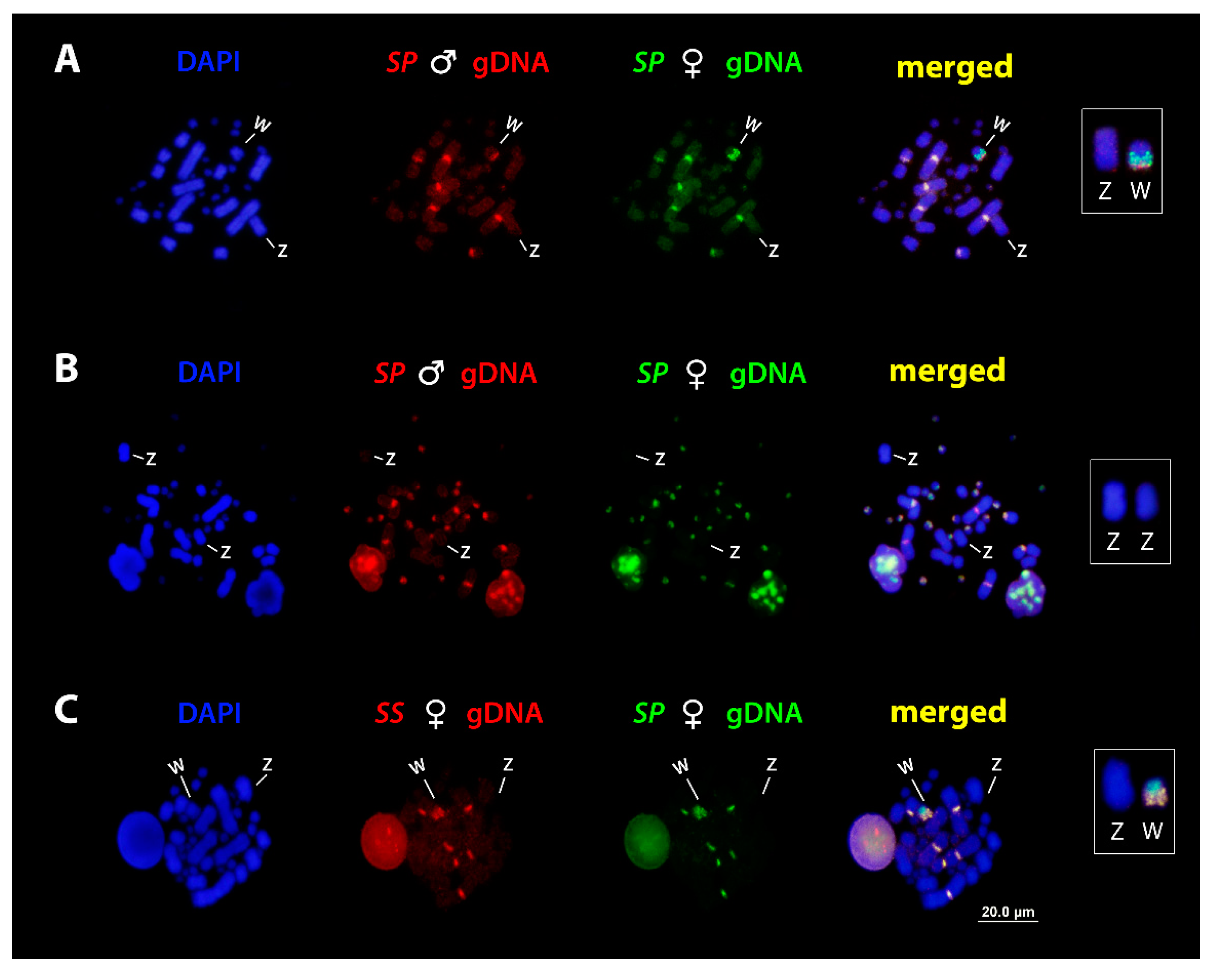 Genes 10 00288 g003 Genes 10 00288 g003
